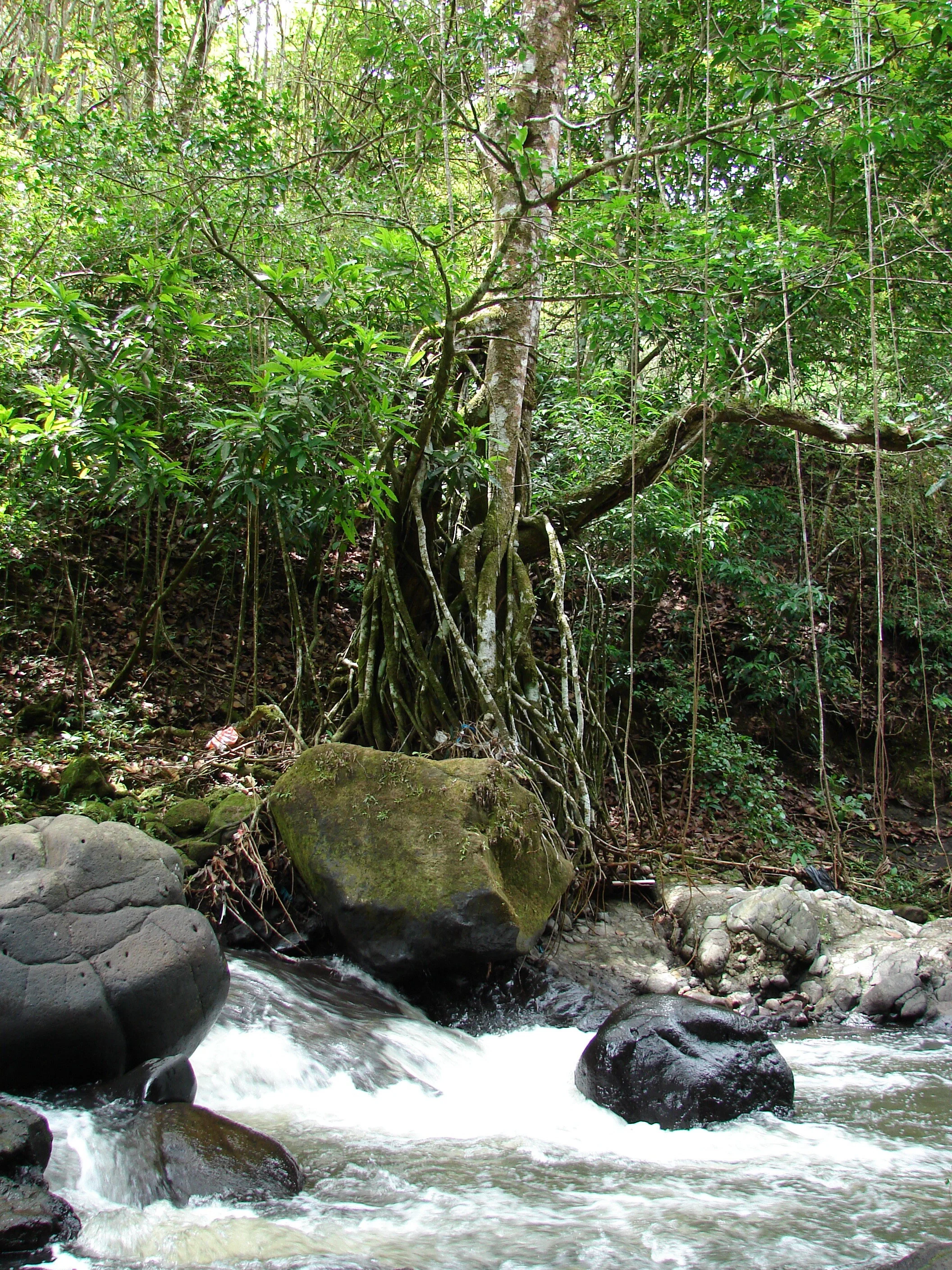 Feeling Joyful to Discover Healing in Nature Where I Never Expected 