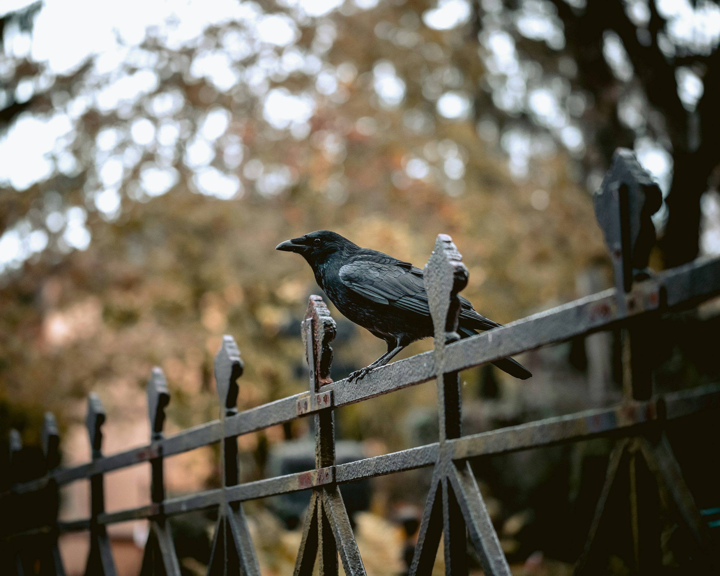 The Crow