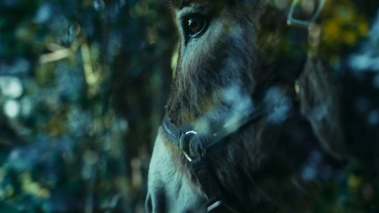Ciclo O ANIMAL COMO O OUTRO[THE ANIMAL AS THE OTHER Cinema Screenings] (Curadoria de Alexandre Braga) “EO” 2022 | M/16 | 1h28’ [PL/IT] De Jerzy Skolimowski