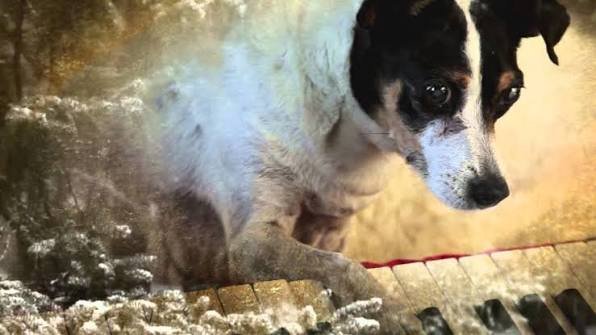 Ciclo LAURIE ANDERSON: VOZ, INTUIÇÃO E PALAVRA [LAURIE ANDERSON: VOICE, WORD AND INTUITION Cinema Screenings] (Curadoria de Alexandre Braga) “HEART OF A DOG” 2015 | 1h15’ [US\FR]