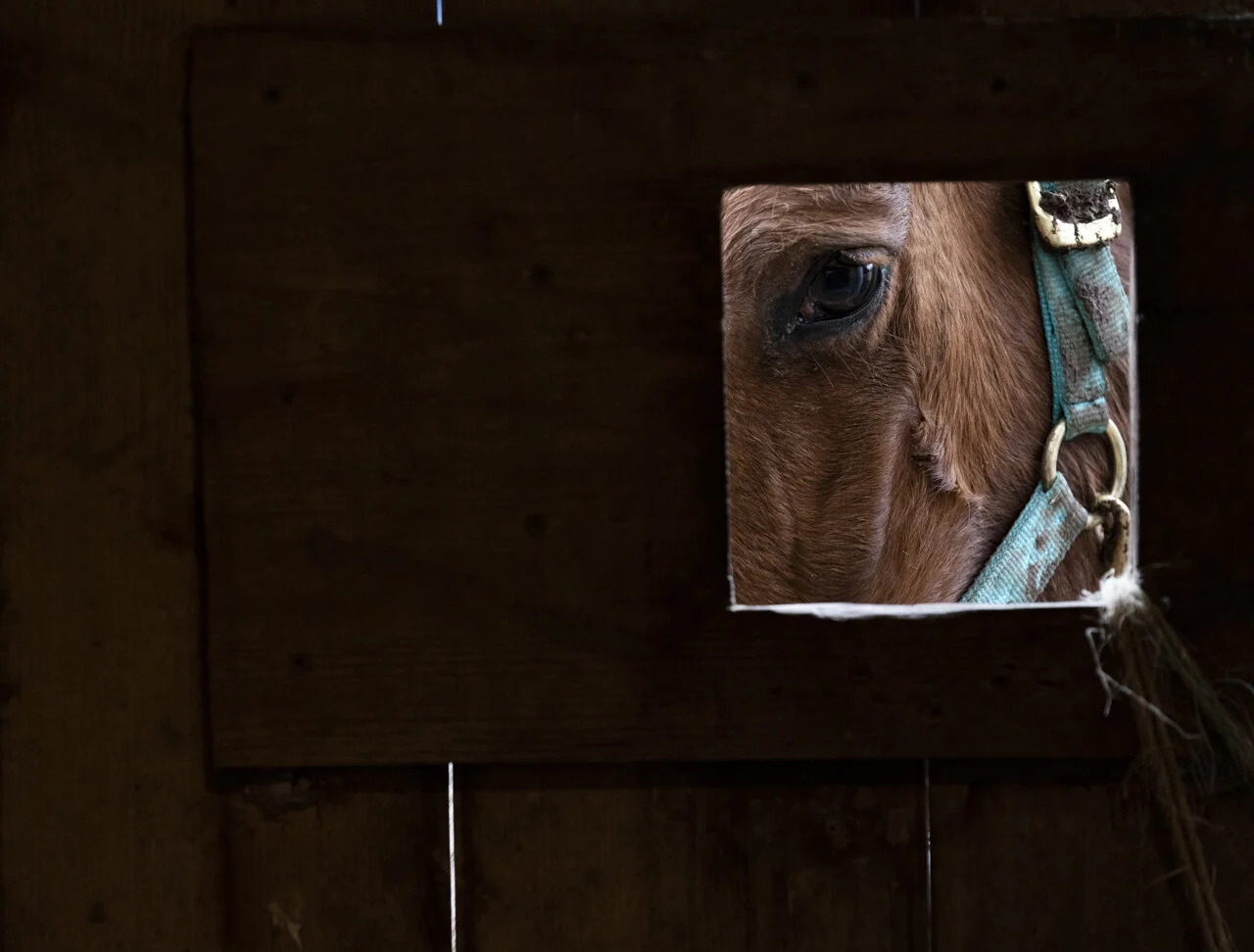 One of the Heidi Marty’s 17 horses looks into the barn as Heidi and her grandkids prepare feed for the horses, in Shade, Ohio.