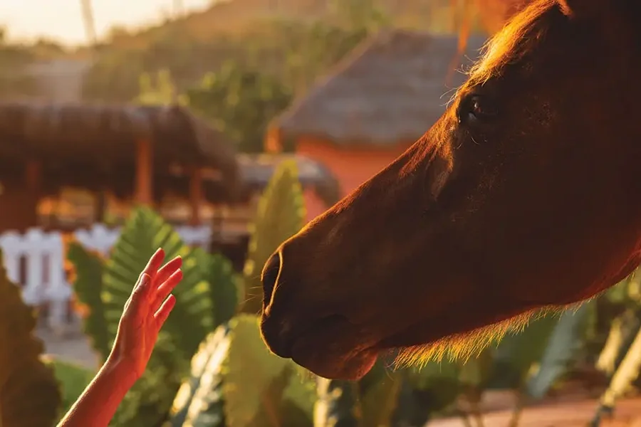 Nihi  Sumba 001.webp