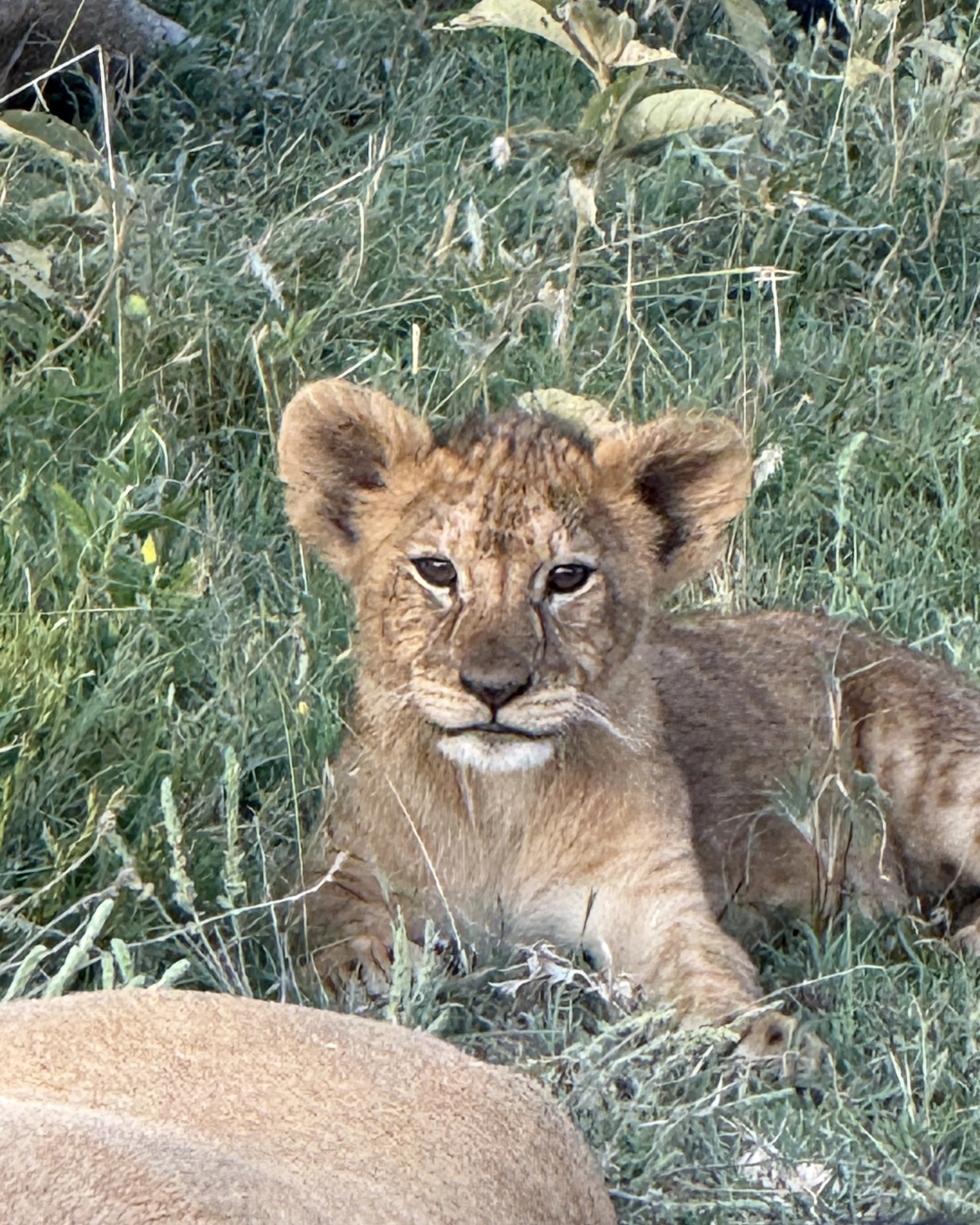 Serengeti Bushtops Nth 036.JPG