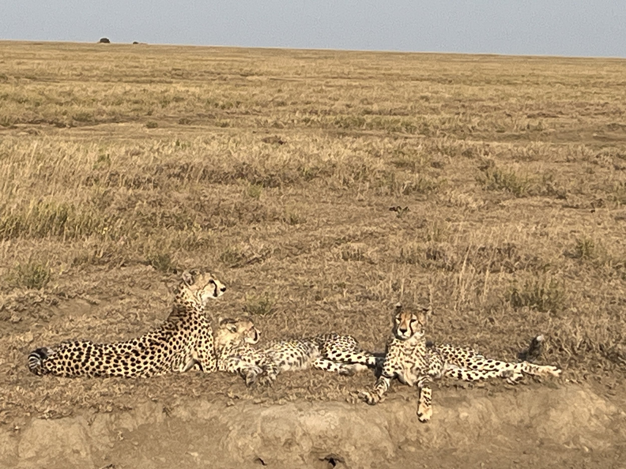 Sally Namiri East Serengeti 018.JPG