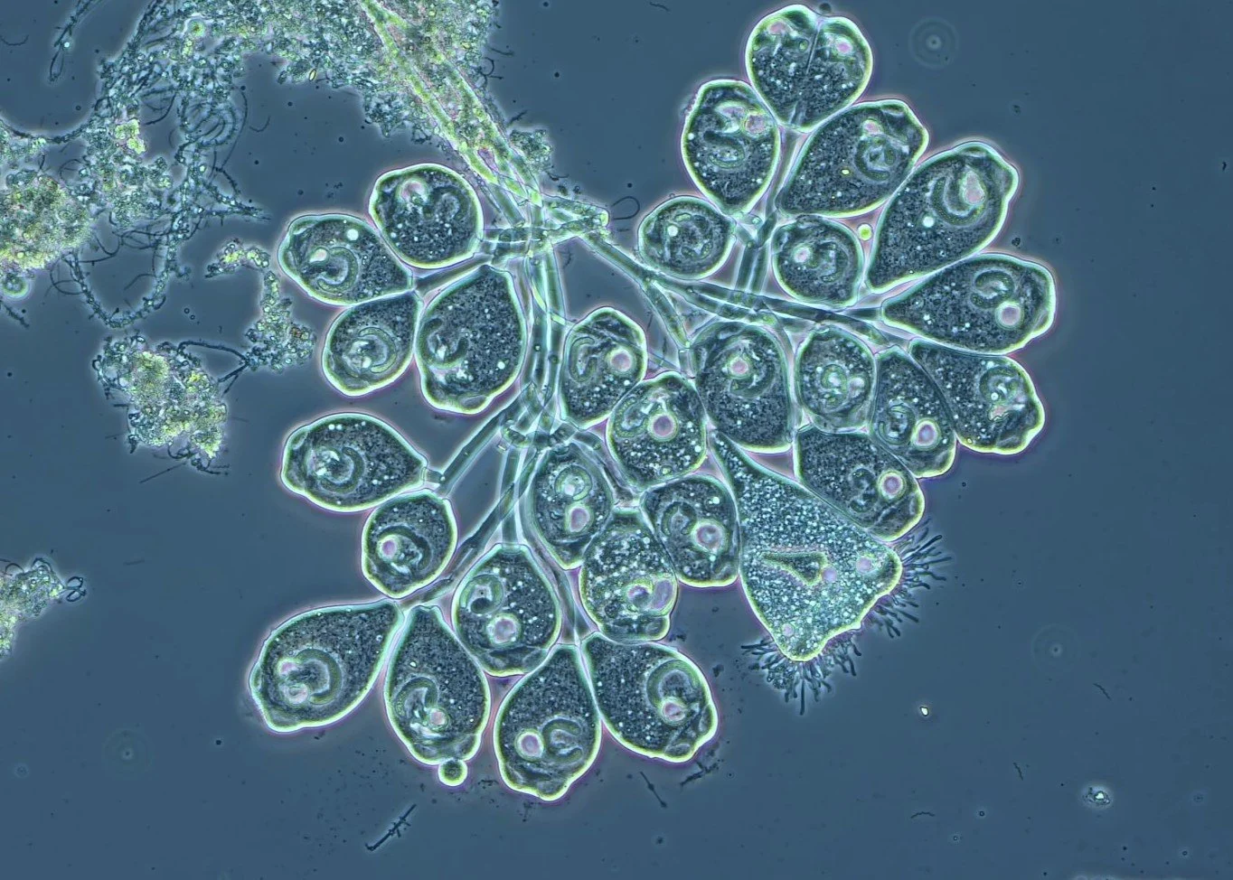 Ornela Piluri: Showing the Hidden Beauty of the Micro World