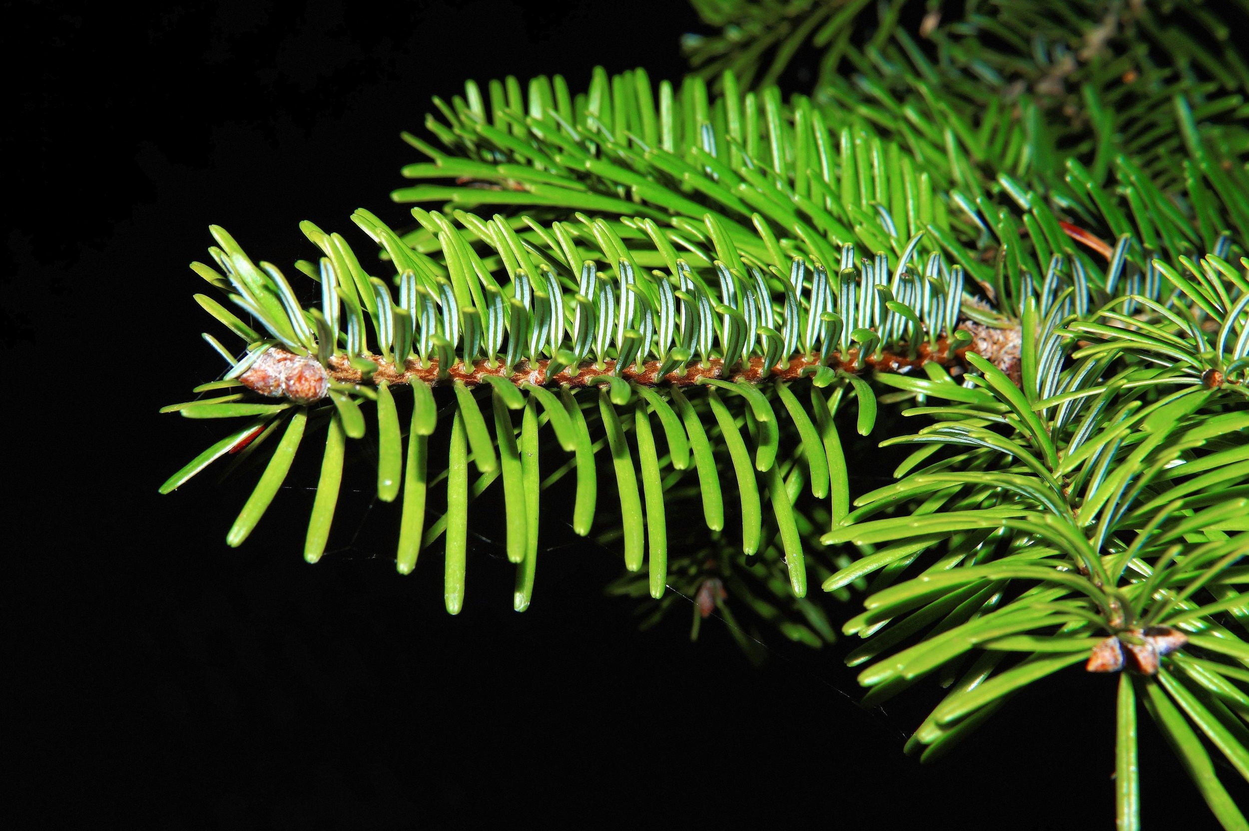 The Spruce Tree Journal
