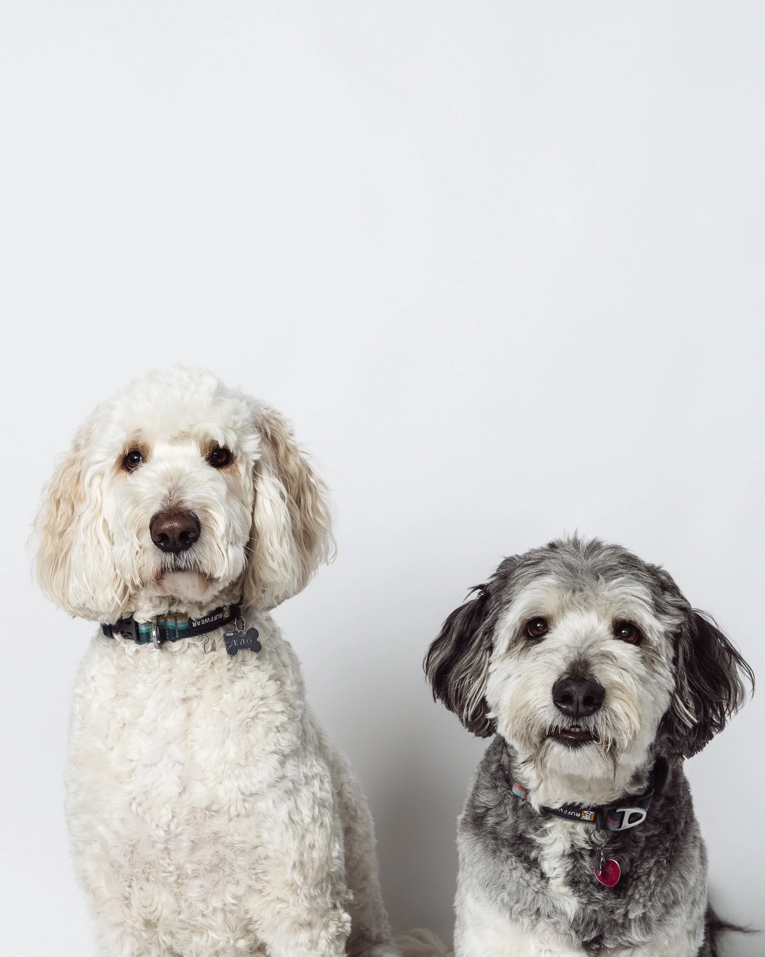 dog portraits