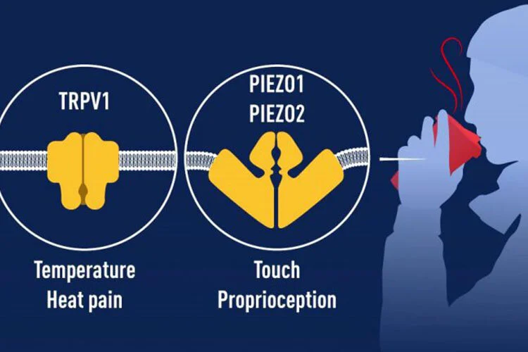 Hai nhà khoa học người Mỹ đoạn Giải Nobel về Y học – Sinh lý học năm 2021