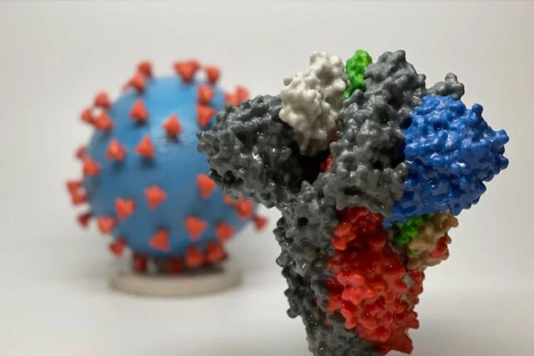 Miễn dịch sau cảm lạnh thông thường có thể chống lại virus COVID-19