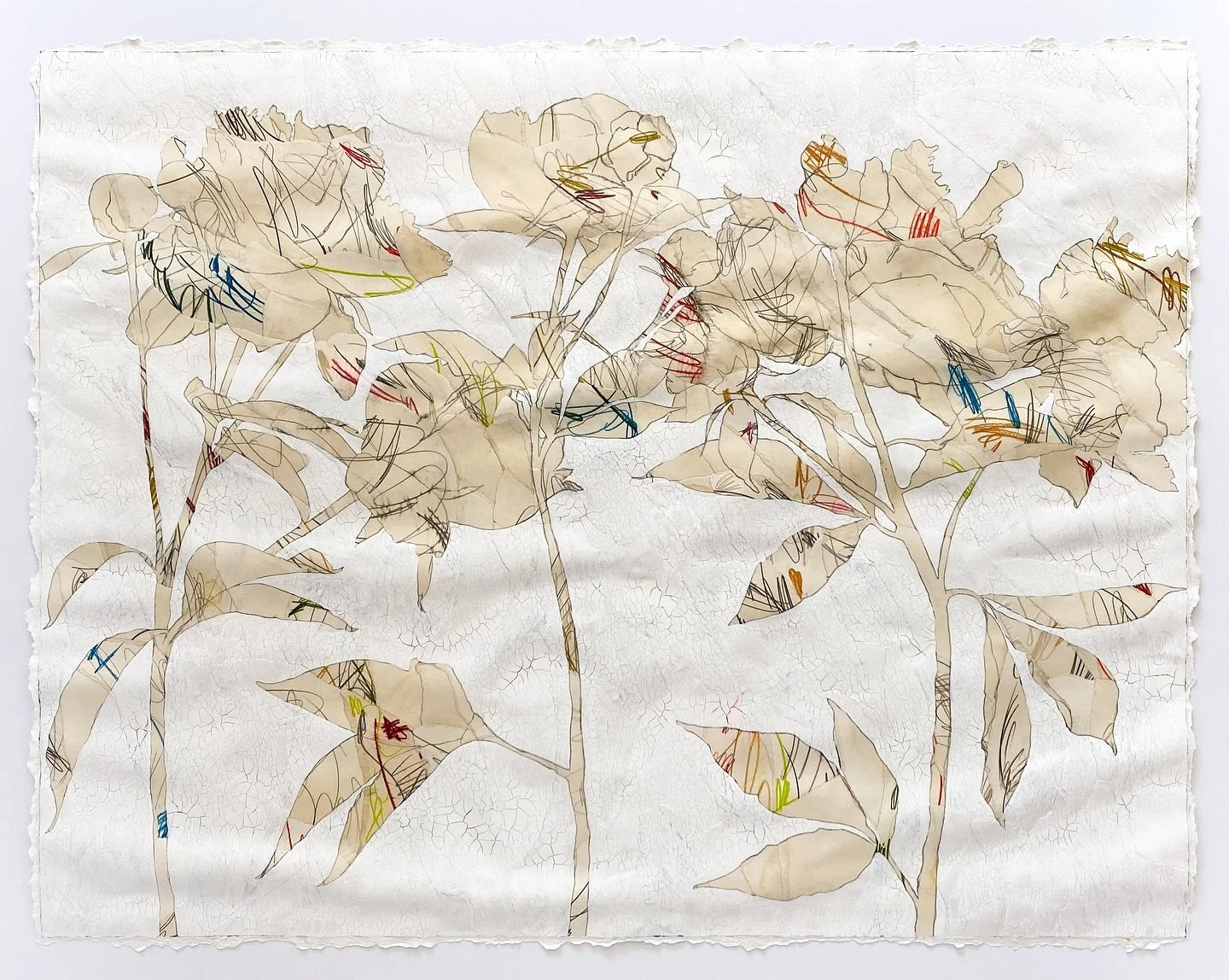 Peony August 1 
49&rdquo;H x 63&rdquo;W