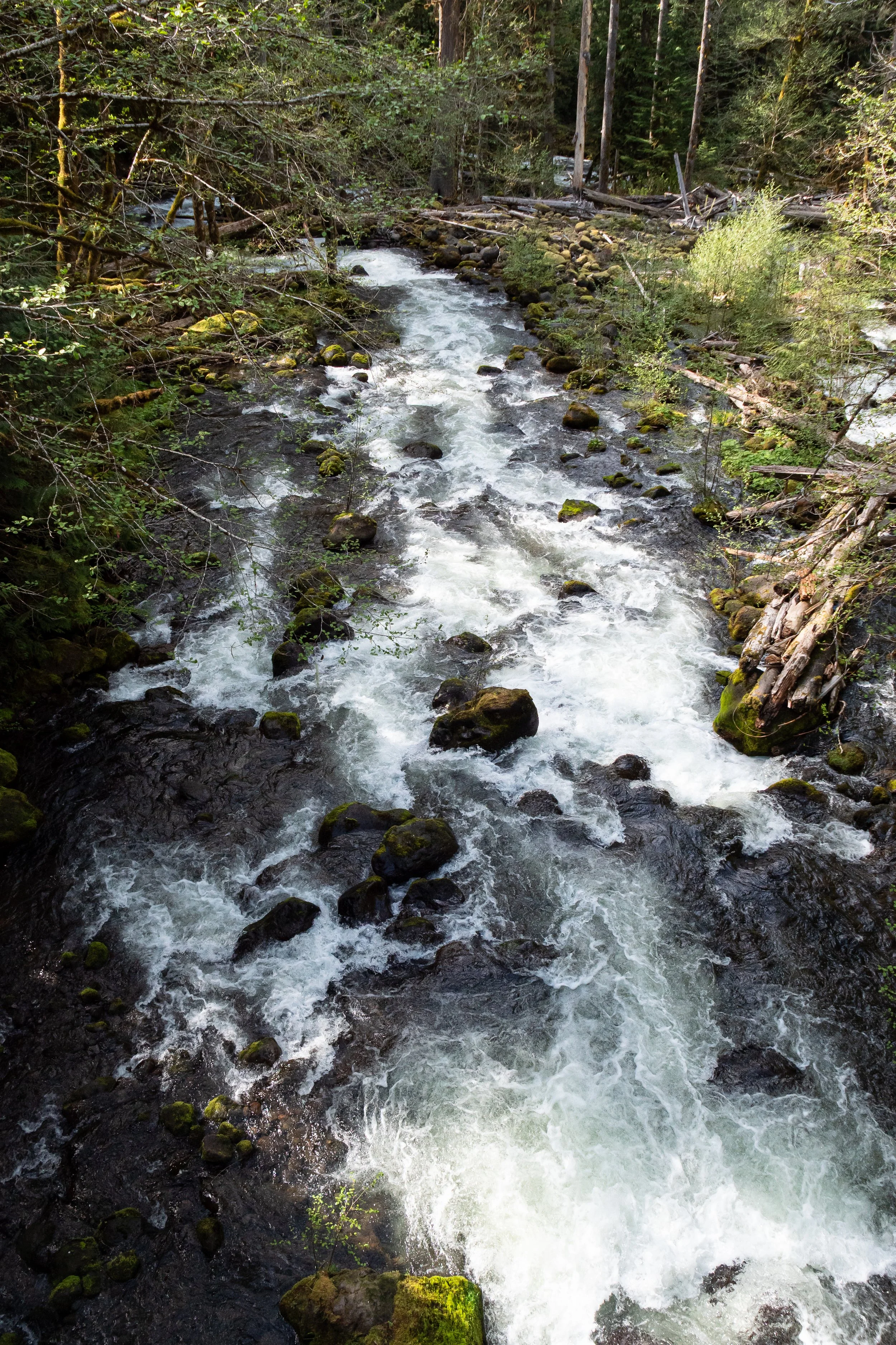  Mountain Creek Flowing Through Mossy Forest in Oregon Cascades