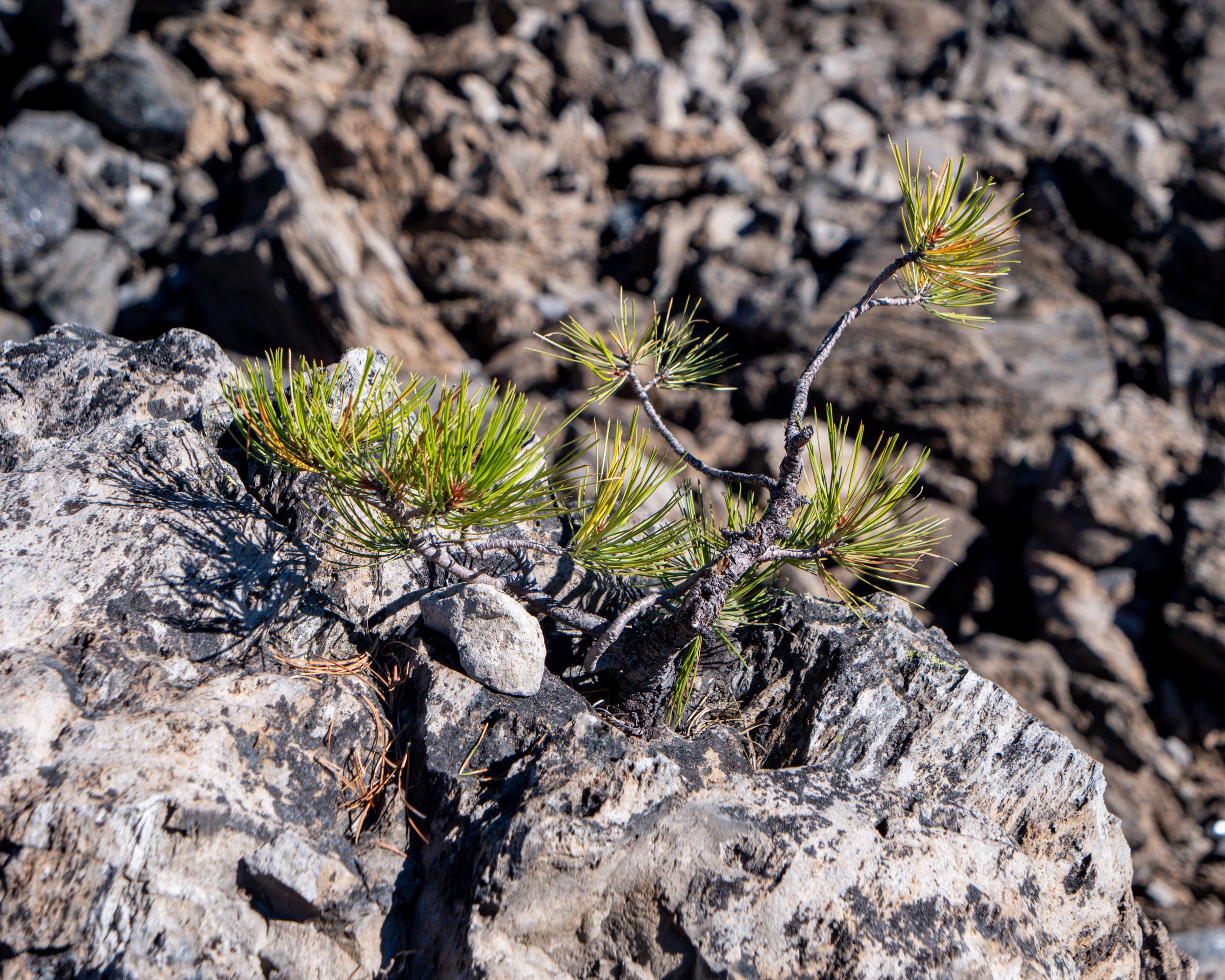 Pine Tree in Obsidian Flow