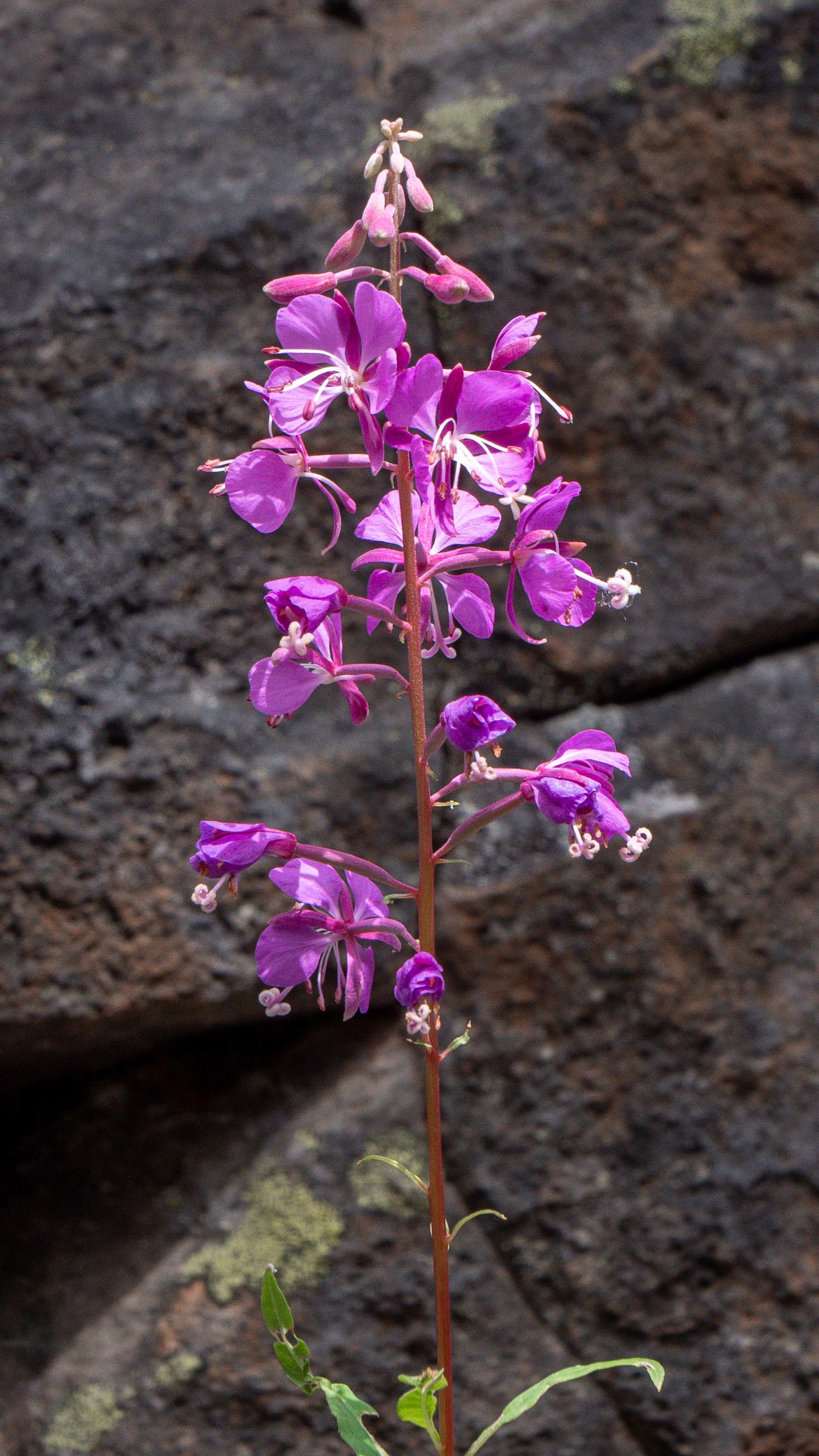 Dwarf Fireweed