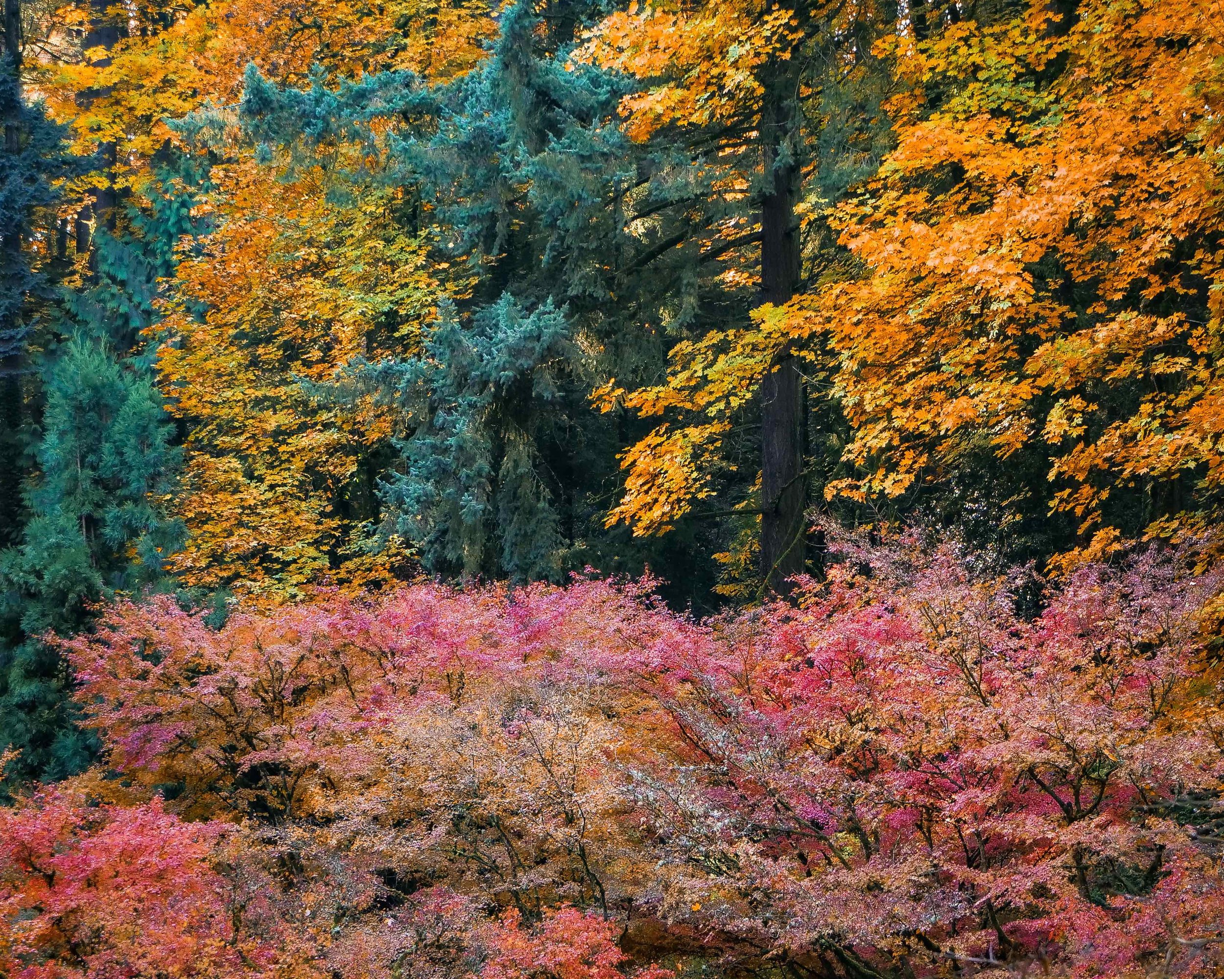 Fall Maple Trees