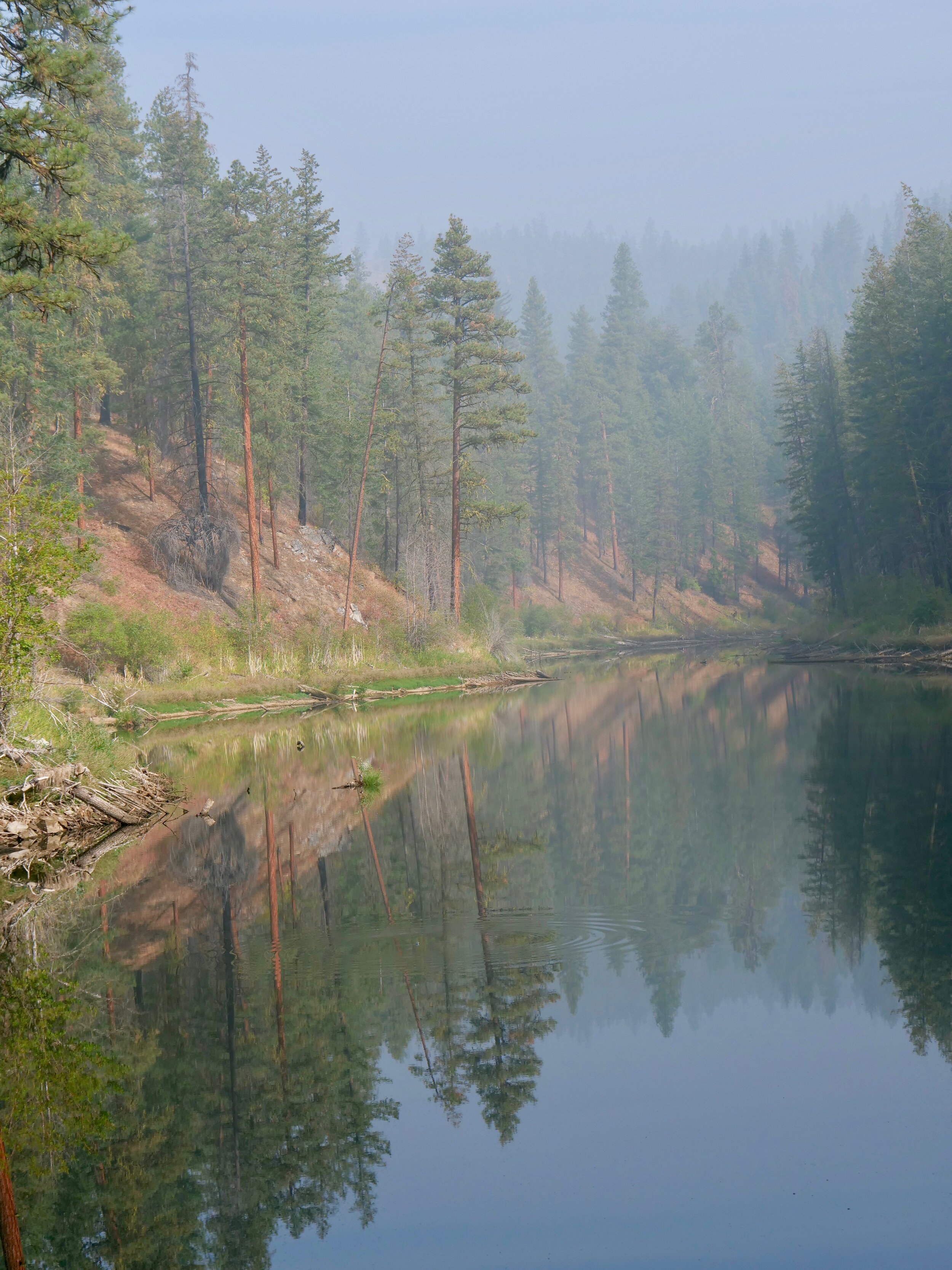 Cougar Lake Washington Serene Color Landscape