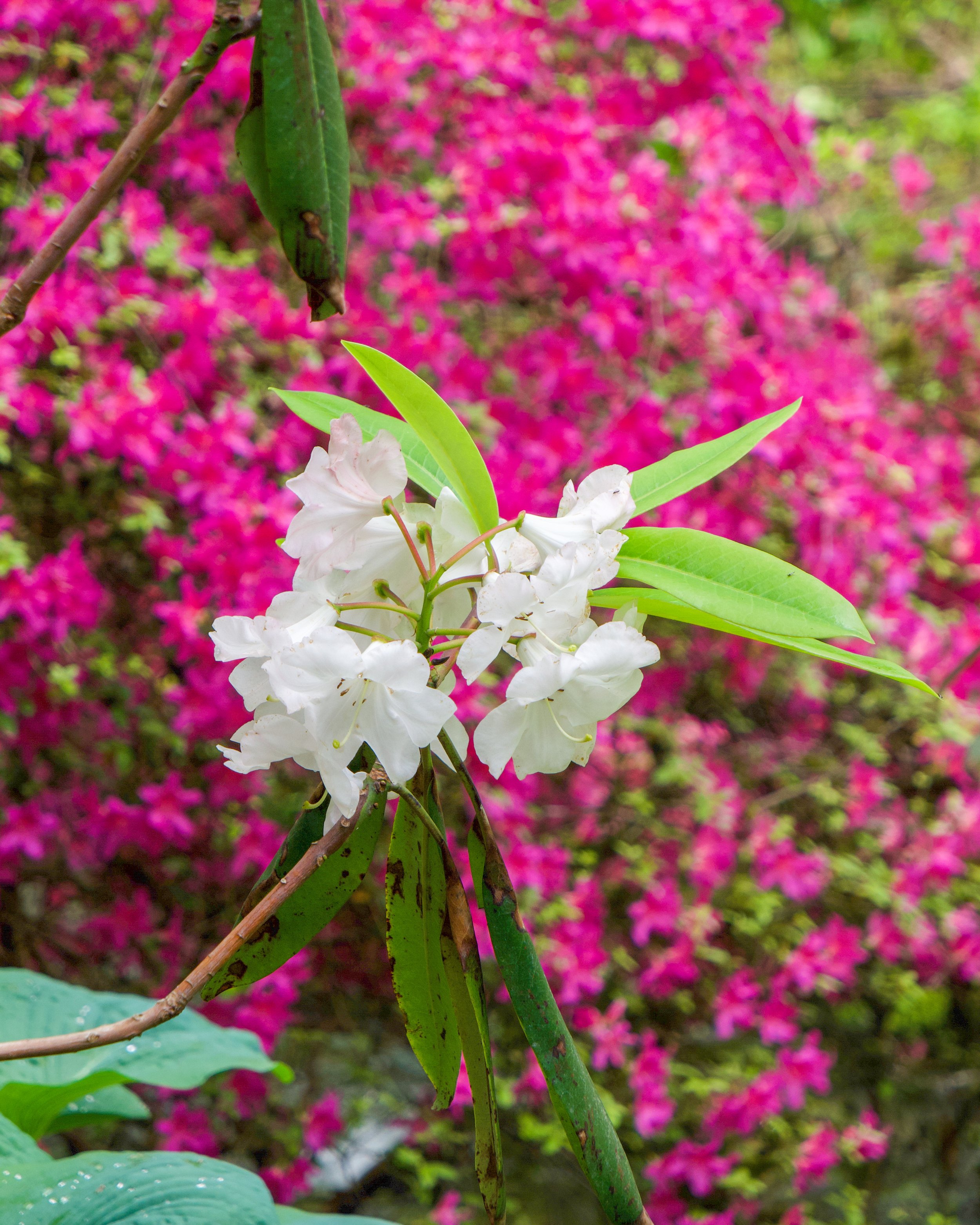 Great Laurel Azalea