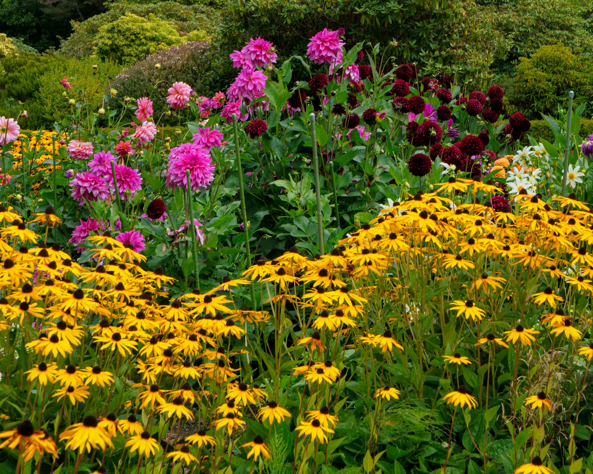 Daisies Shore Acres