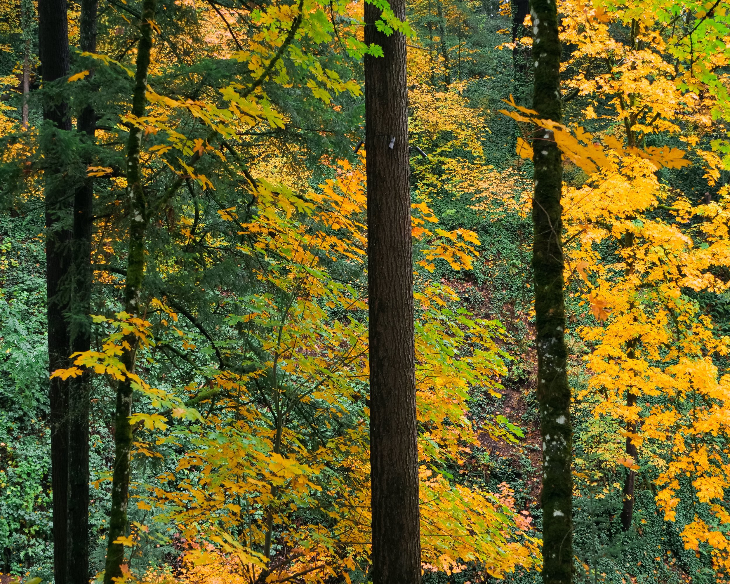 Fall Forest Hoyt Arboretum