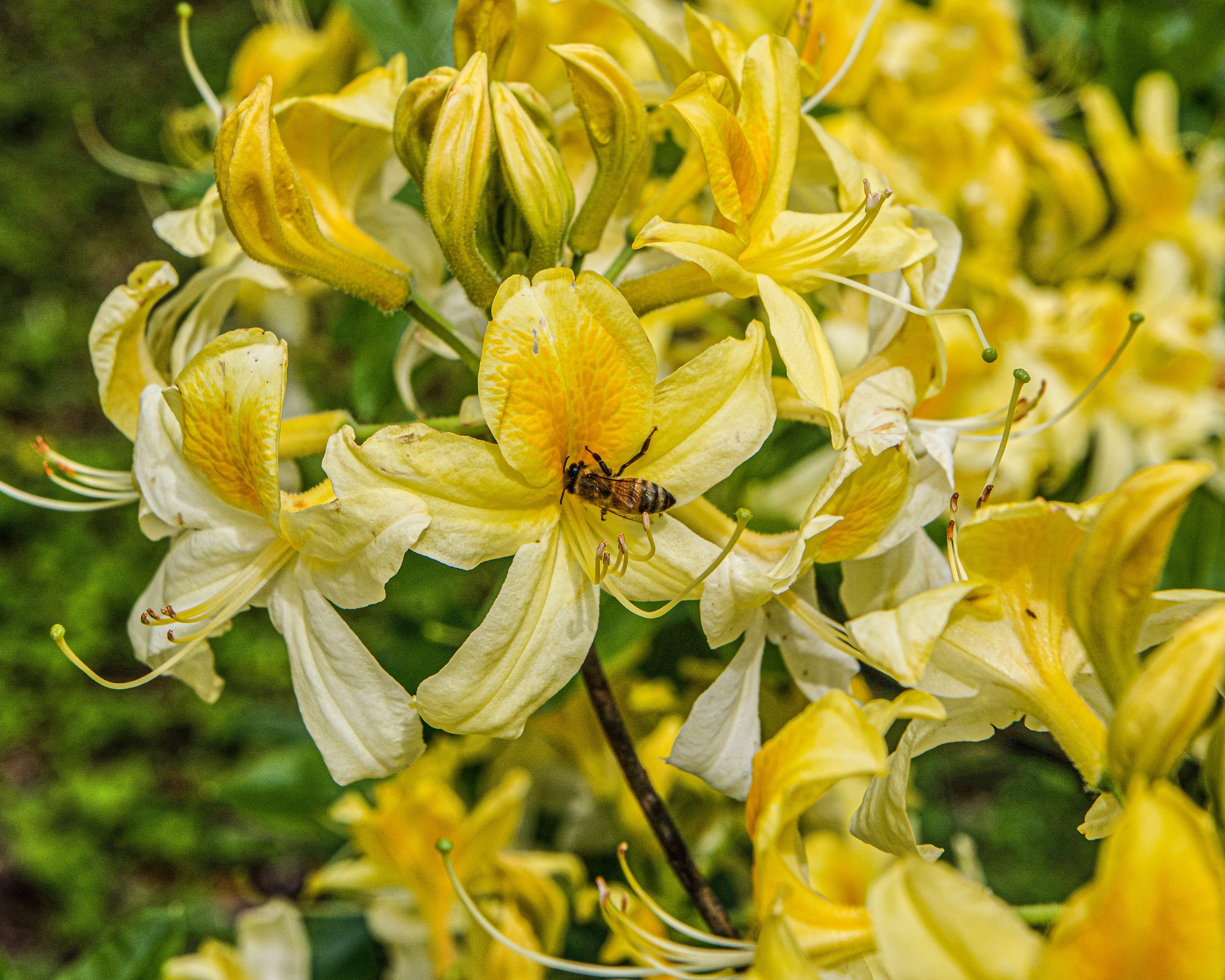 Yellow Azalea and Bee