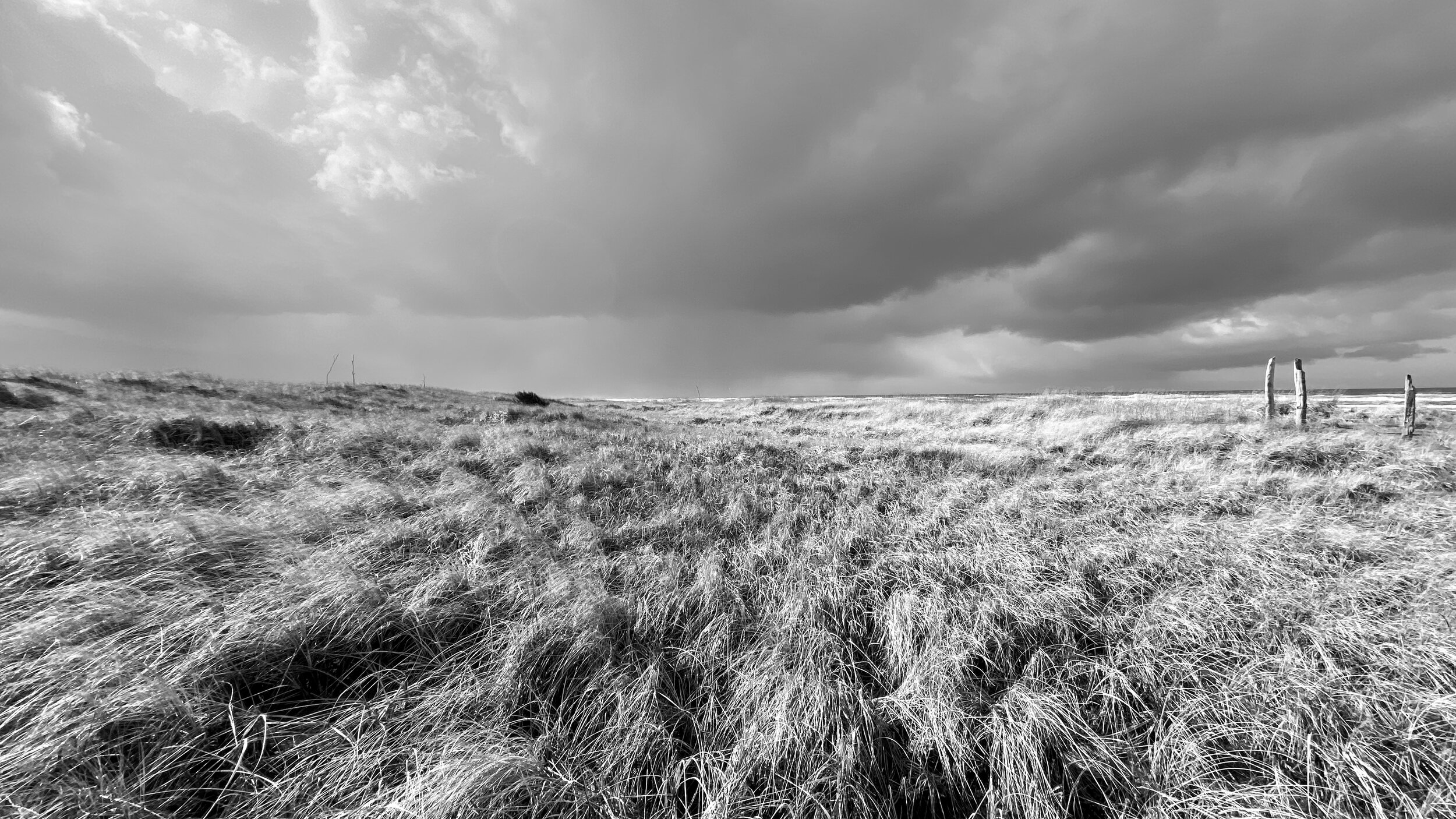Wind swept dune grass, Central Washington Coast 16X9
