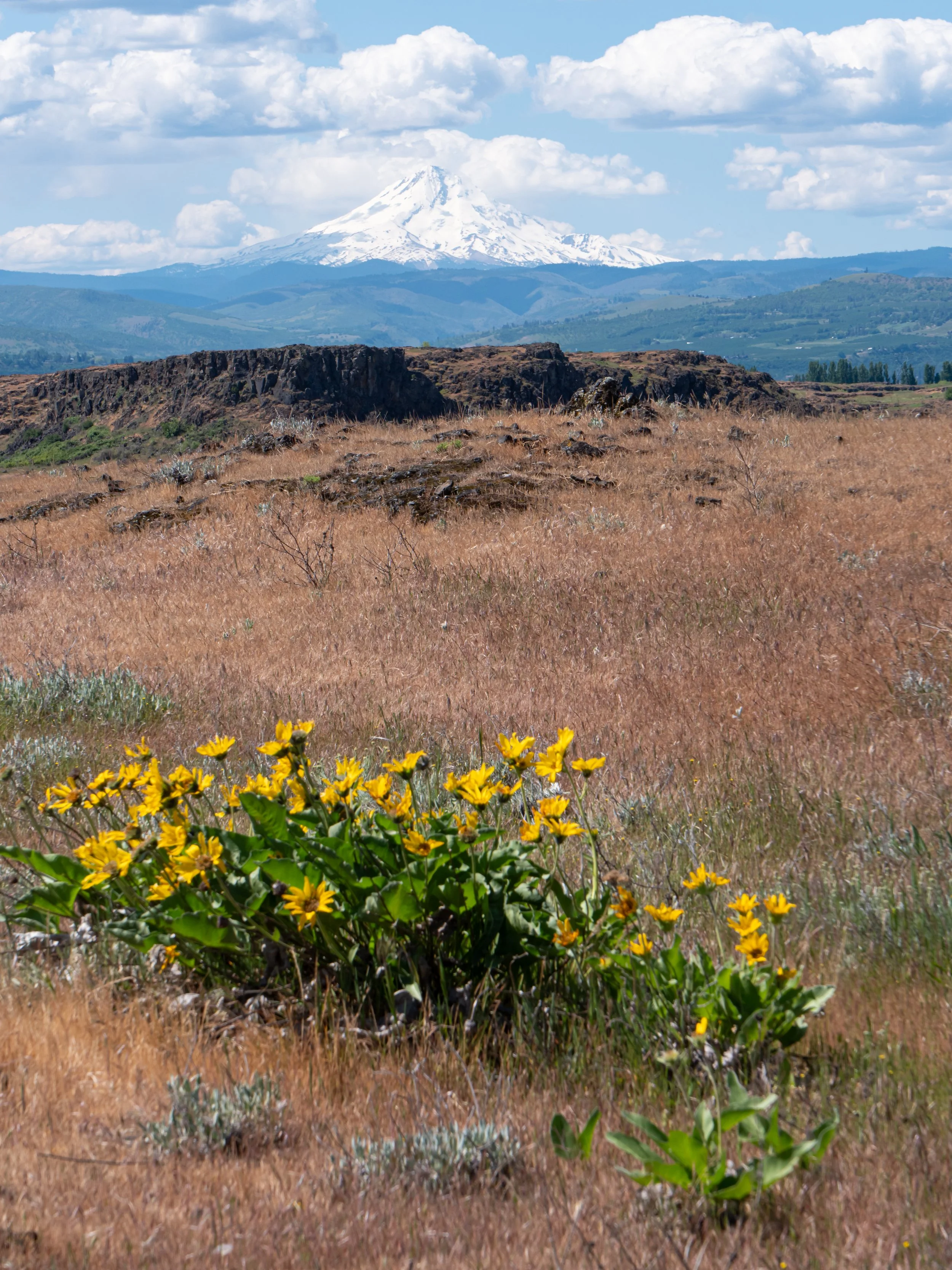 Mount Hood with Arrowleaf Balsamroot Wildflowers in Oregon