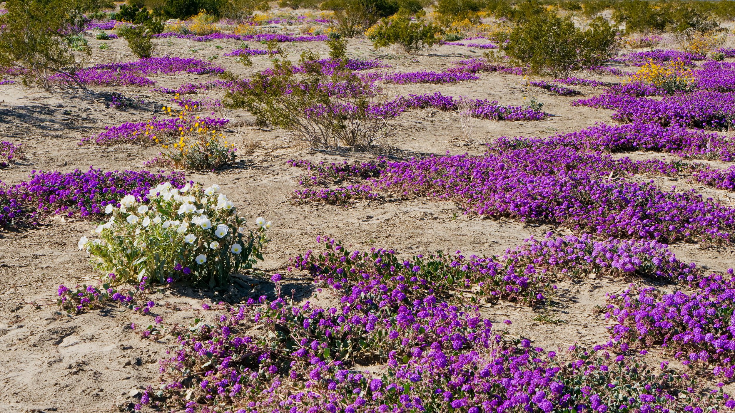 Desert Bloom Anza Borrego Desert 16X9