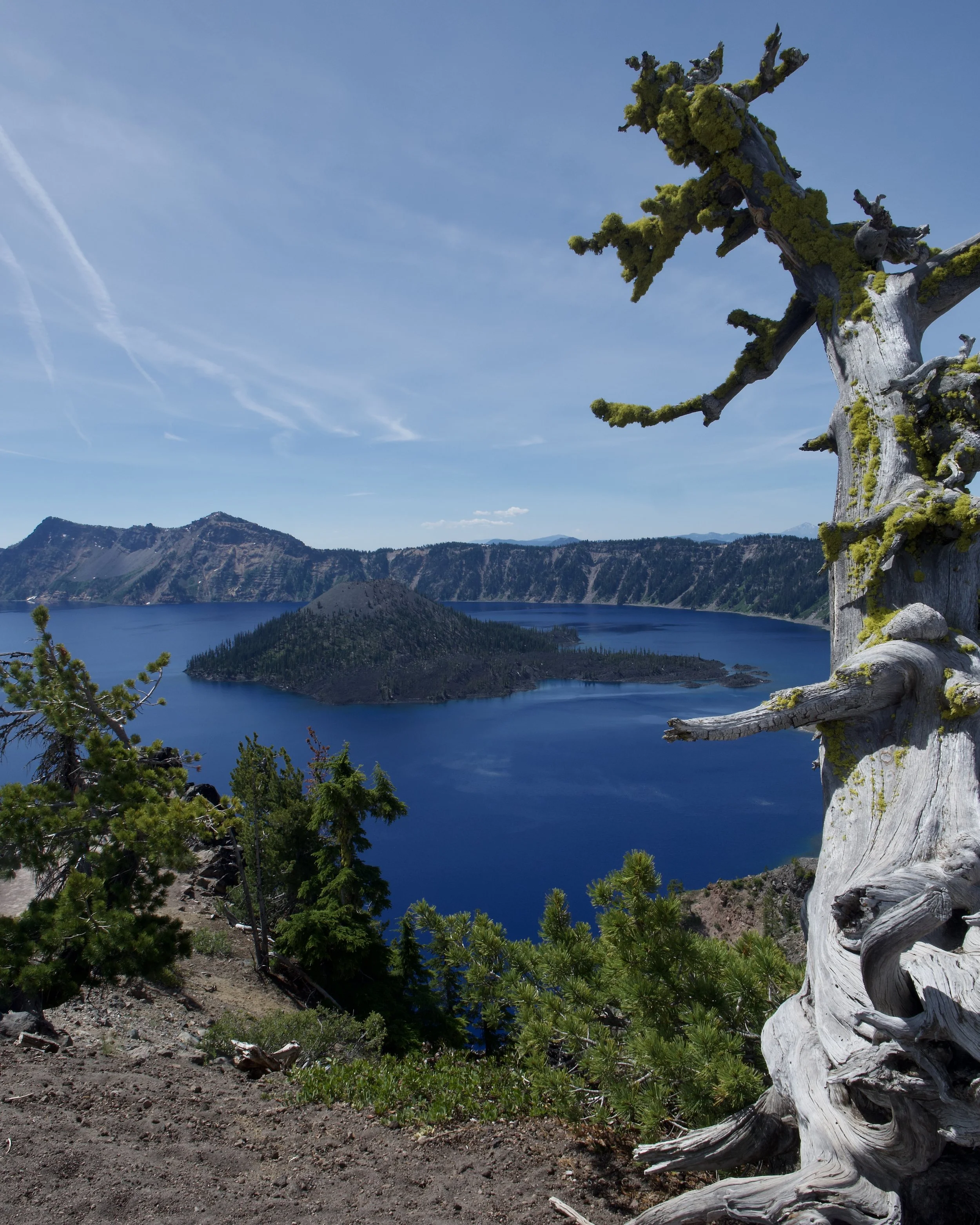Weathered Whitebark Pine Overlooking Crater Lake and Wizard Island