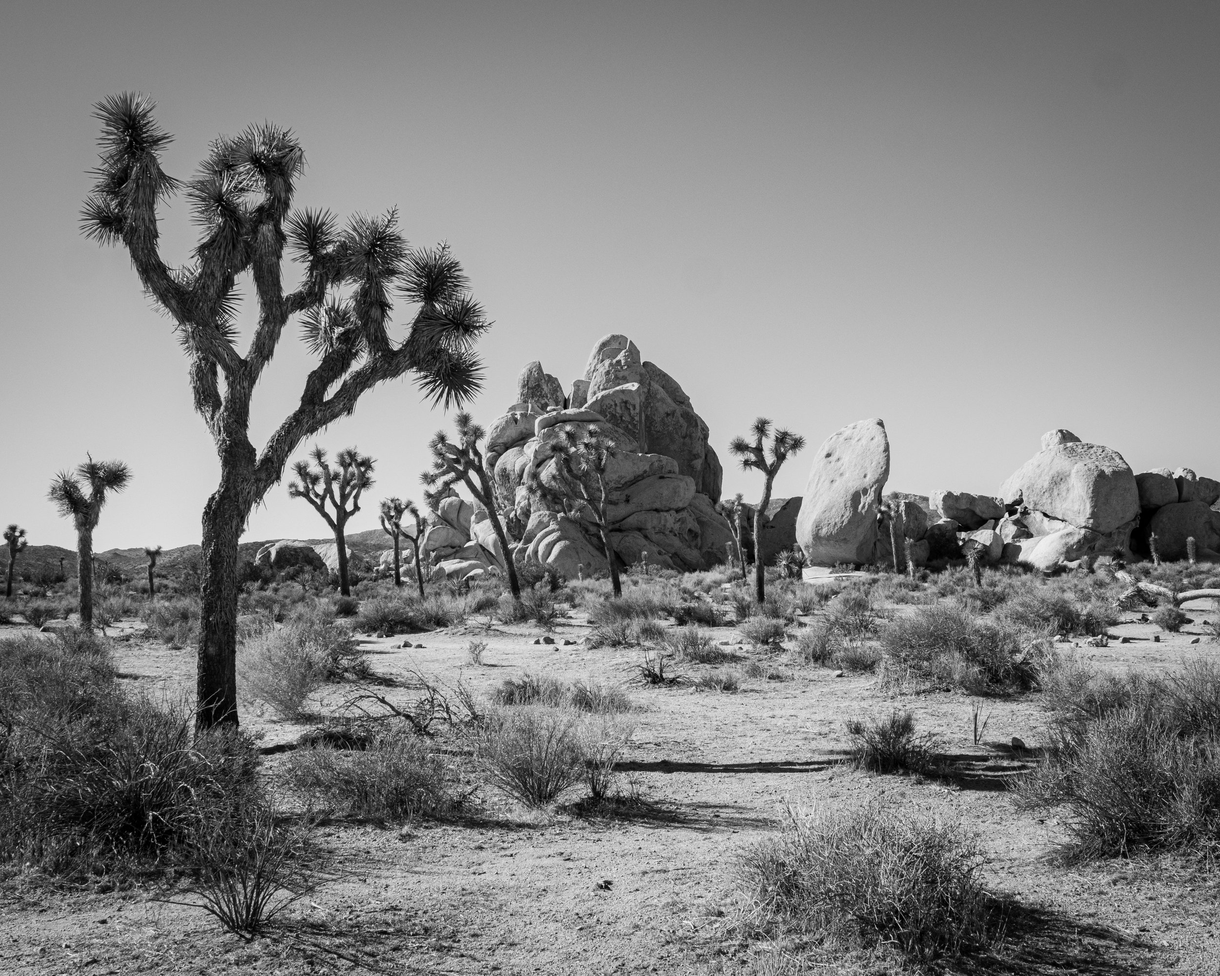 Joshua Tree and Boulder Formation