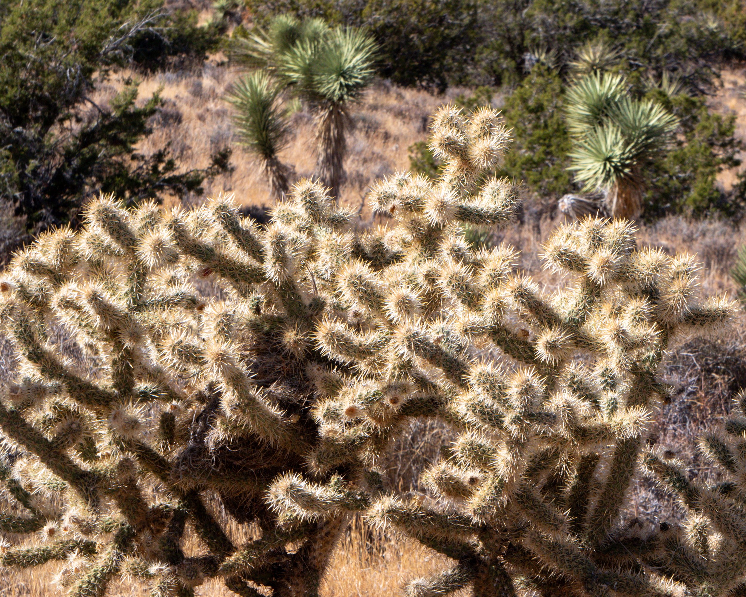 Wiggins Cholla Cactus