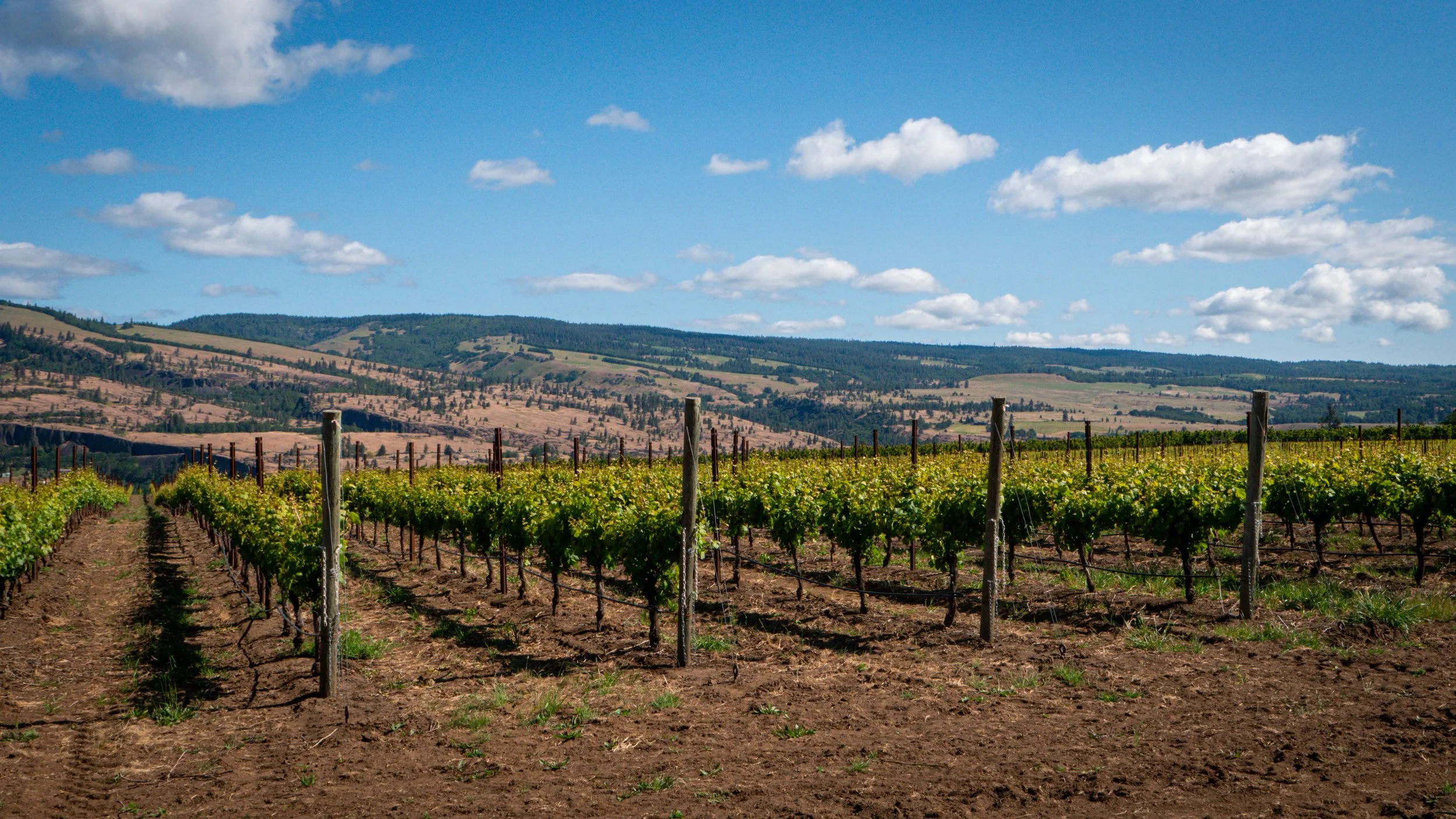 Vineyard Hood River 16X9