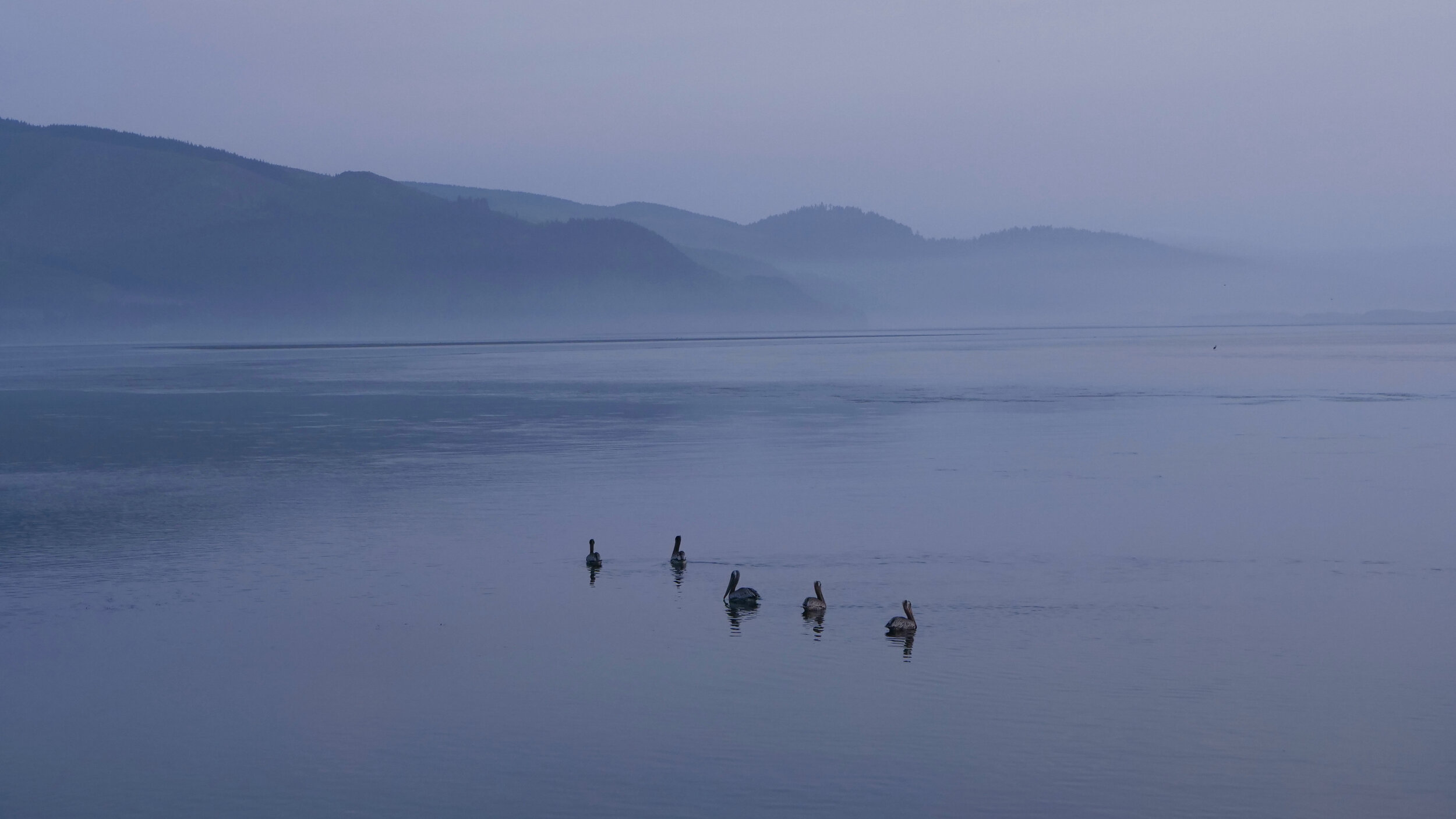Pelicans on Netarts Bay Oregon