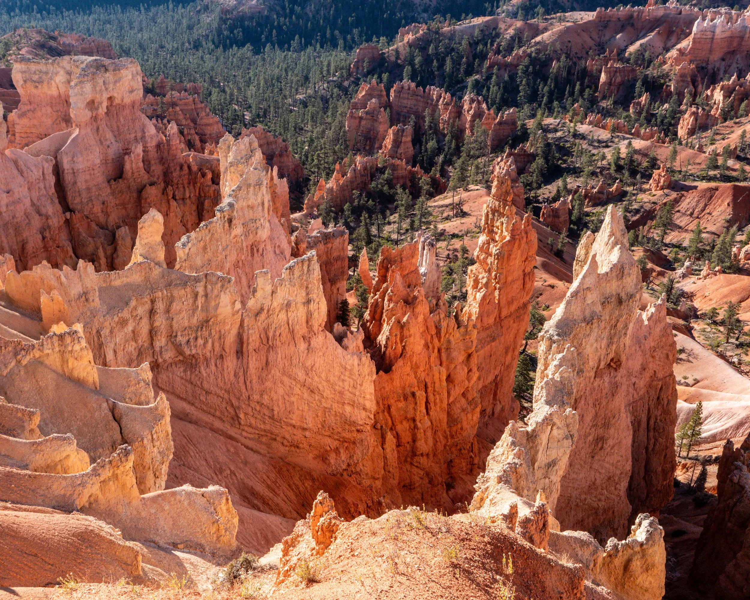 Bryce Canyon Hoodoos
