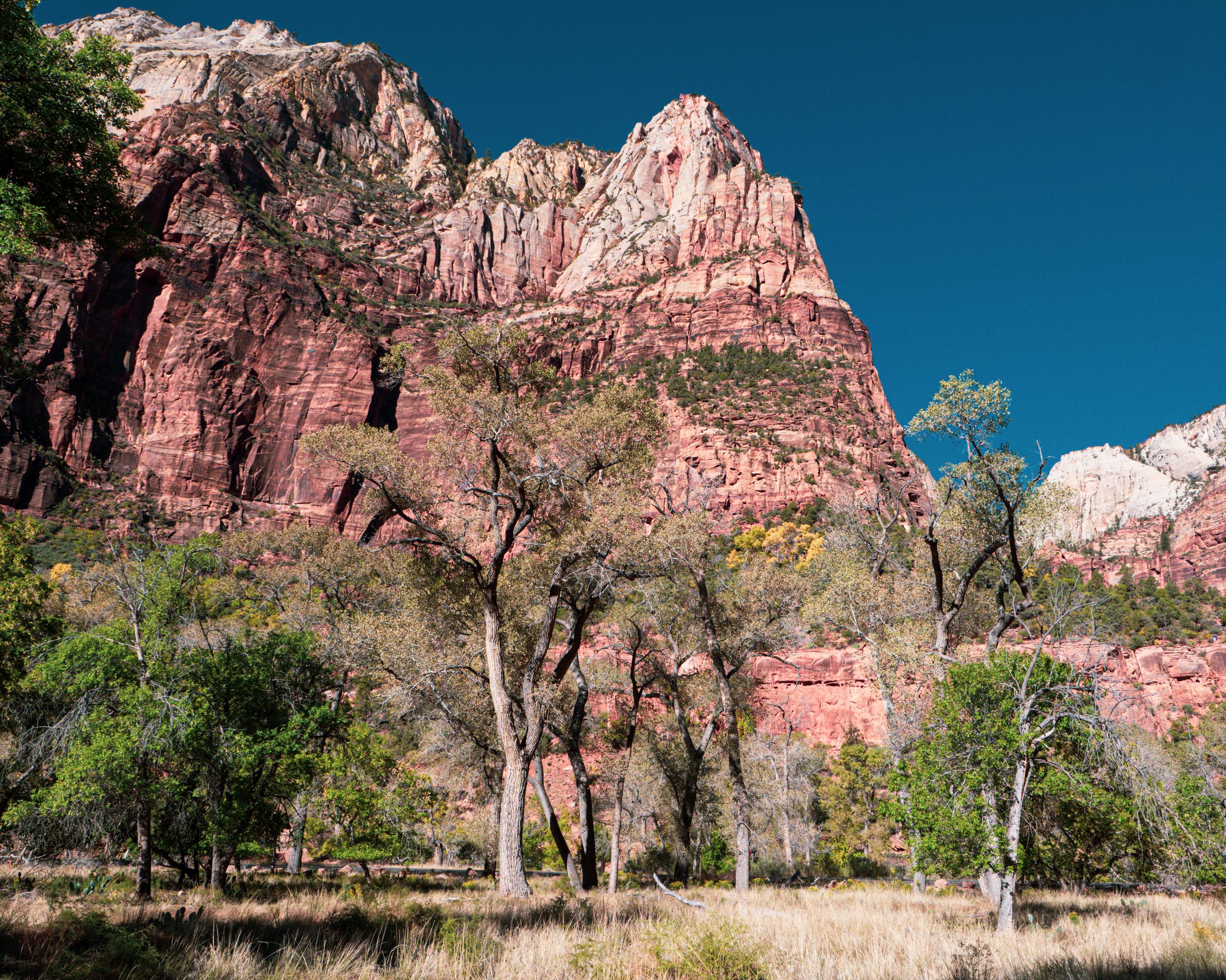 Zion National Park and Grove of Trees
