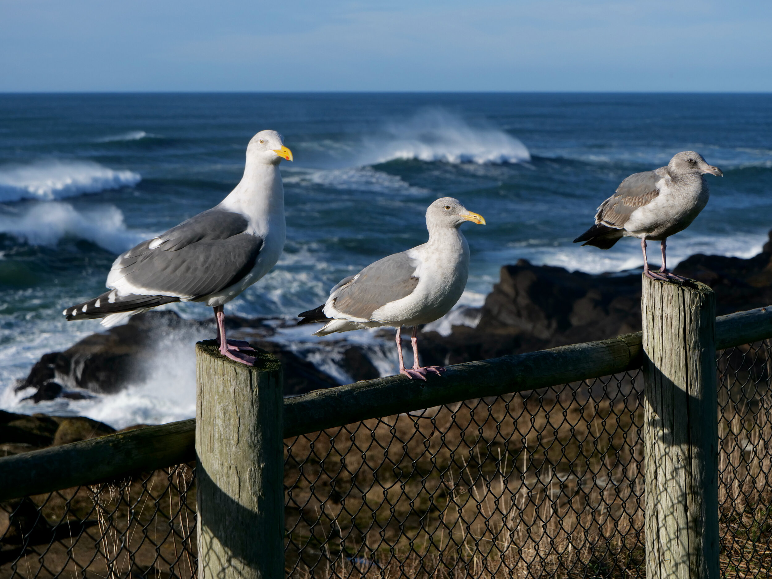 Gull perched on a fense. Crashing waves background
