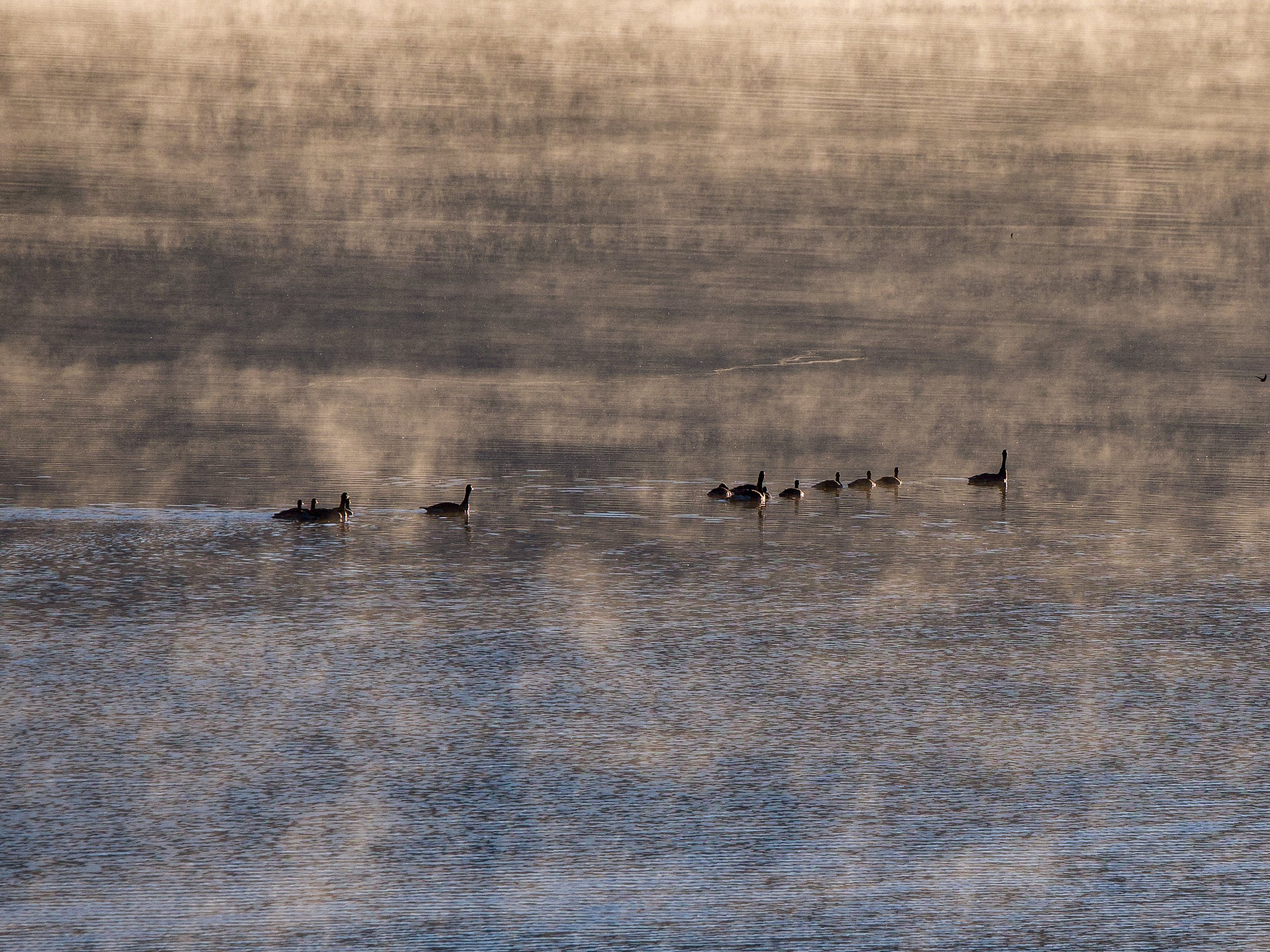 Ducks on a Foggy Lake
