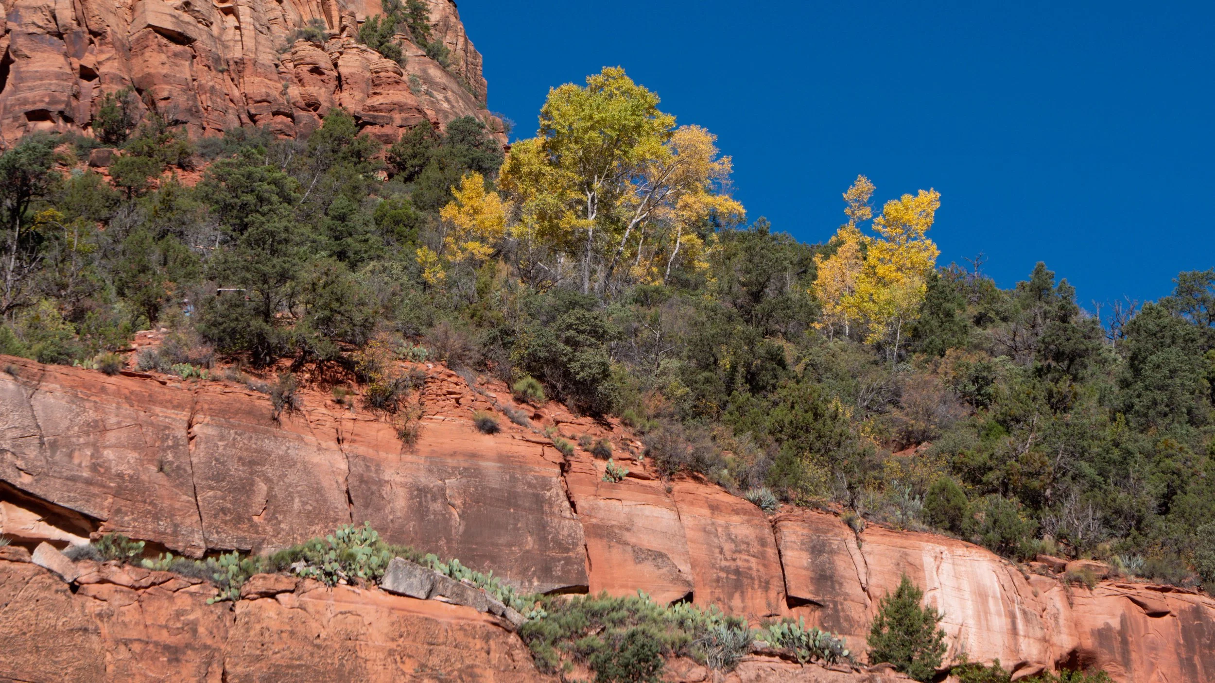  Zion National Park and Bright Yellow Fall Foliage 16X9 