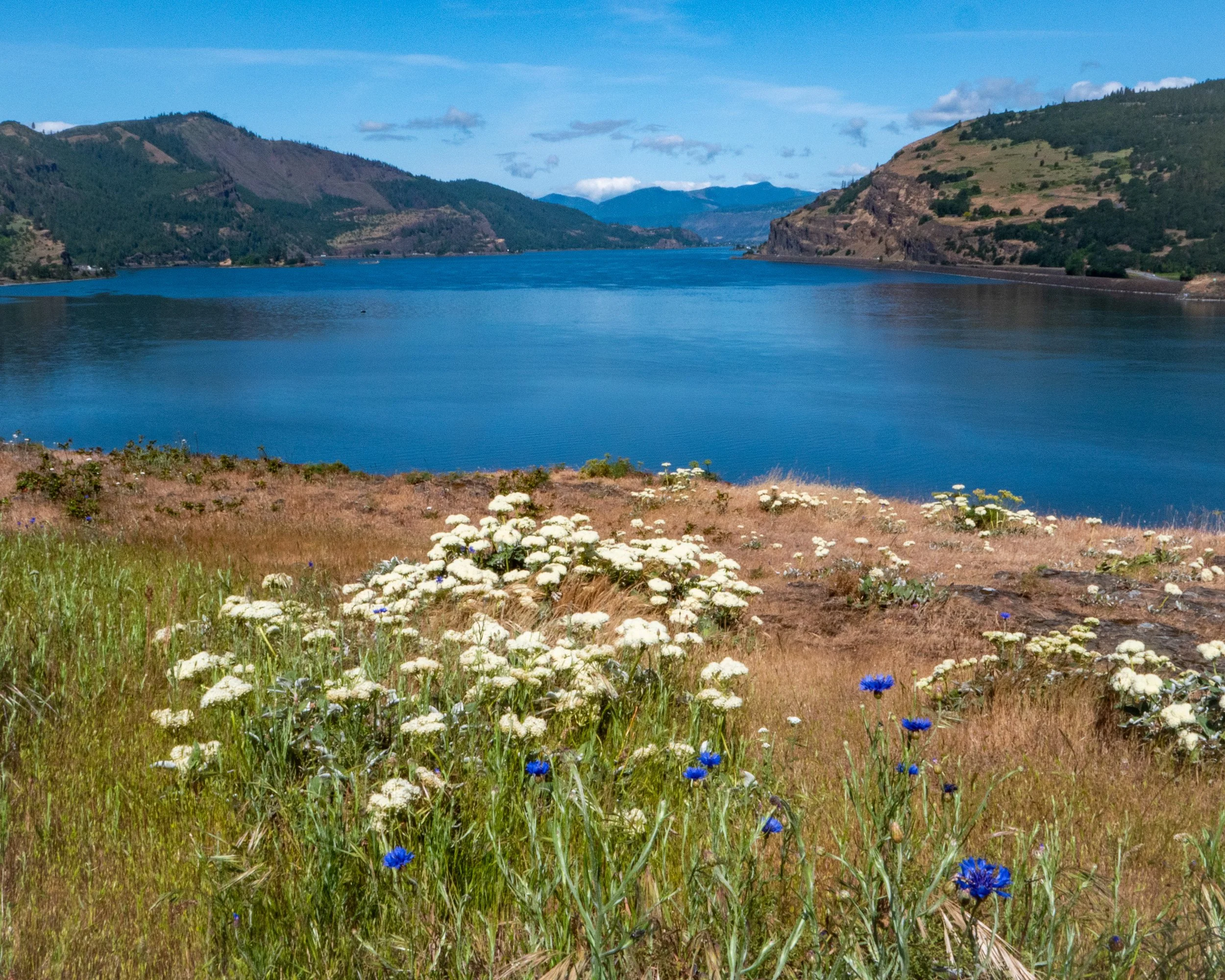 Rowena Crest Columbia River and Wild Flowers