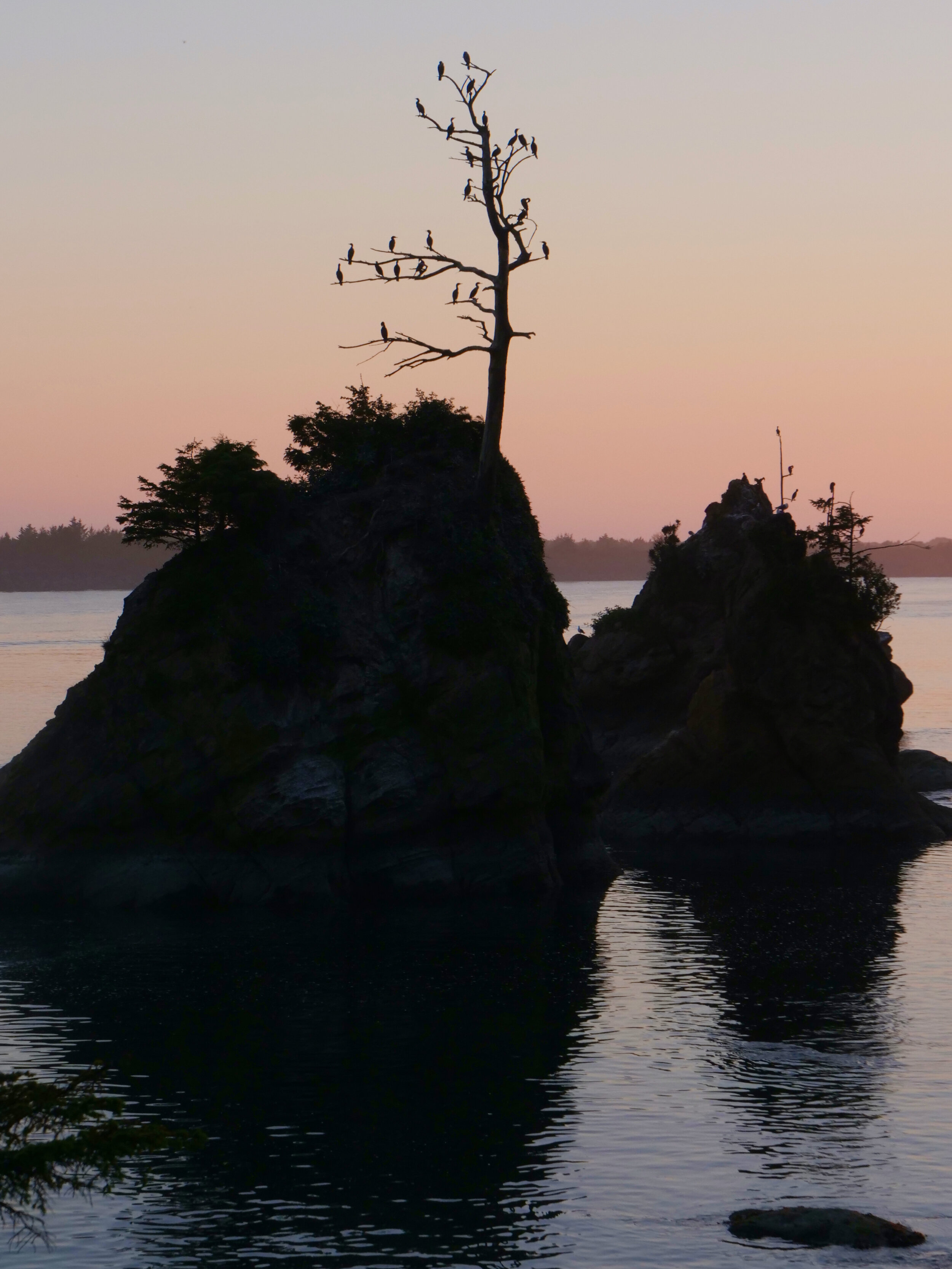 Sunset, Birds in a snag on Tillamook bay Oregon Coast
MarcBowenPhotography