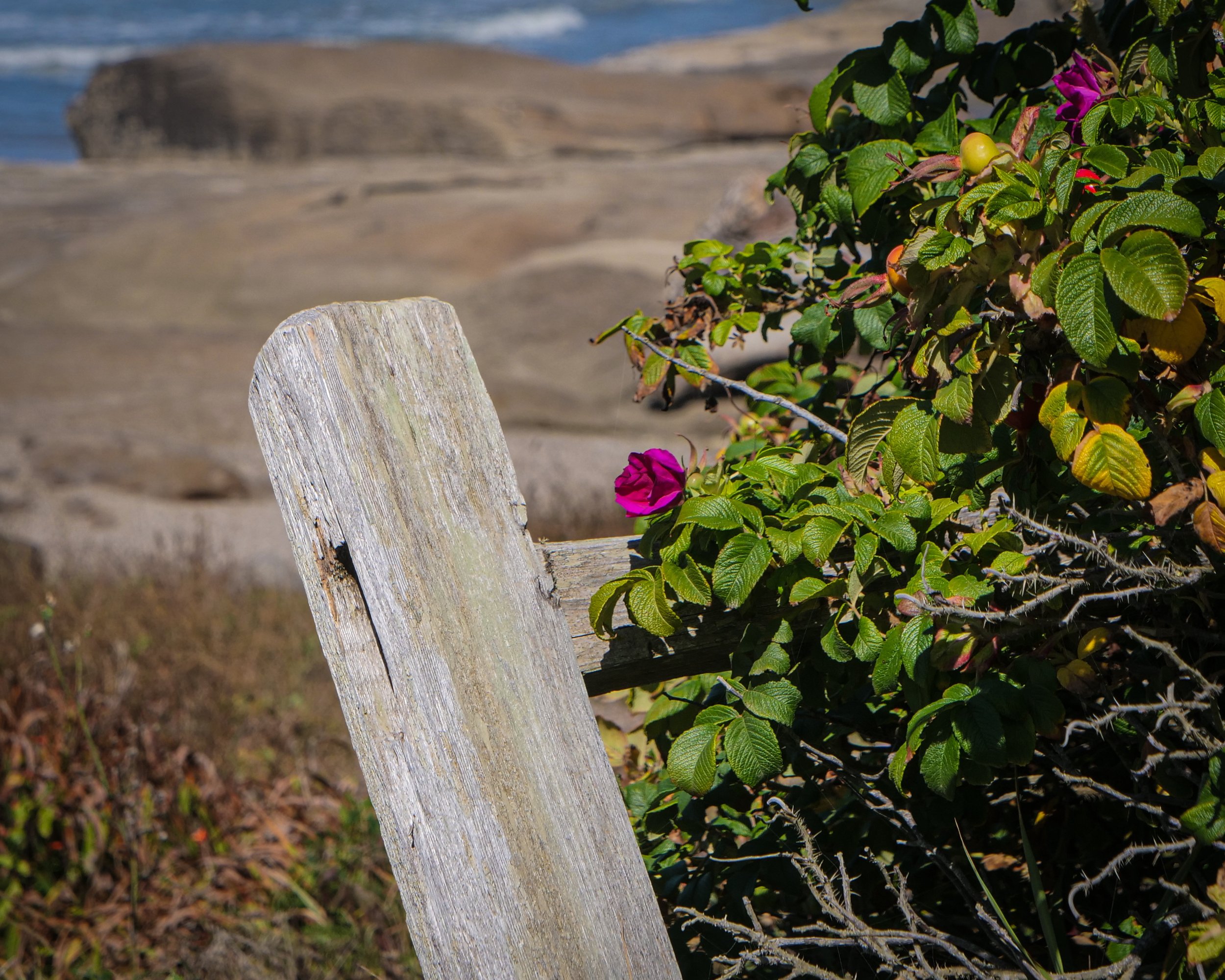 Wild Rose and Fence Post