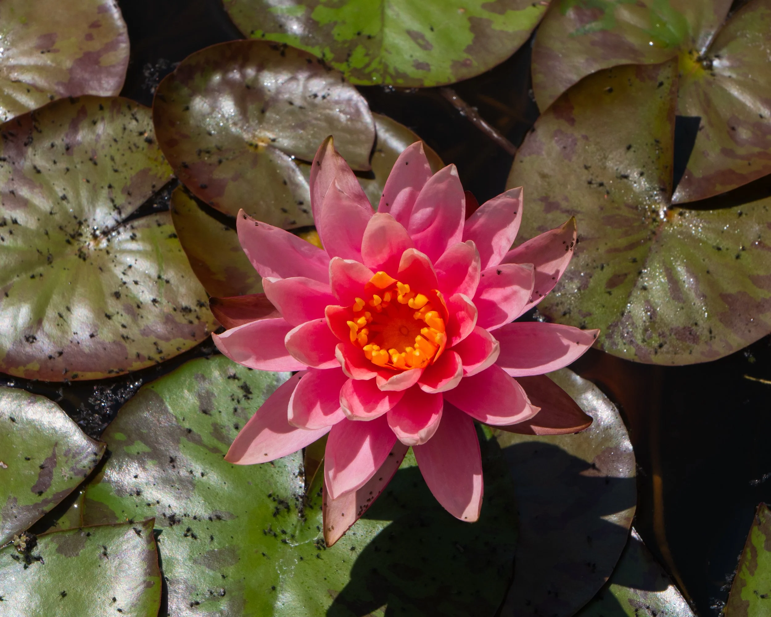 American White Water Lily 2
