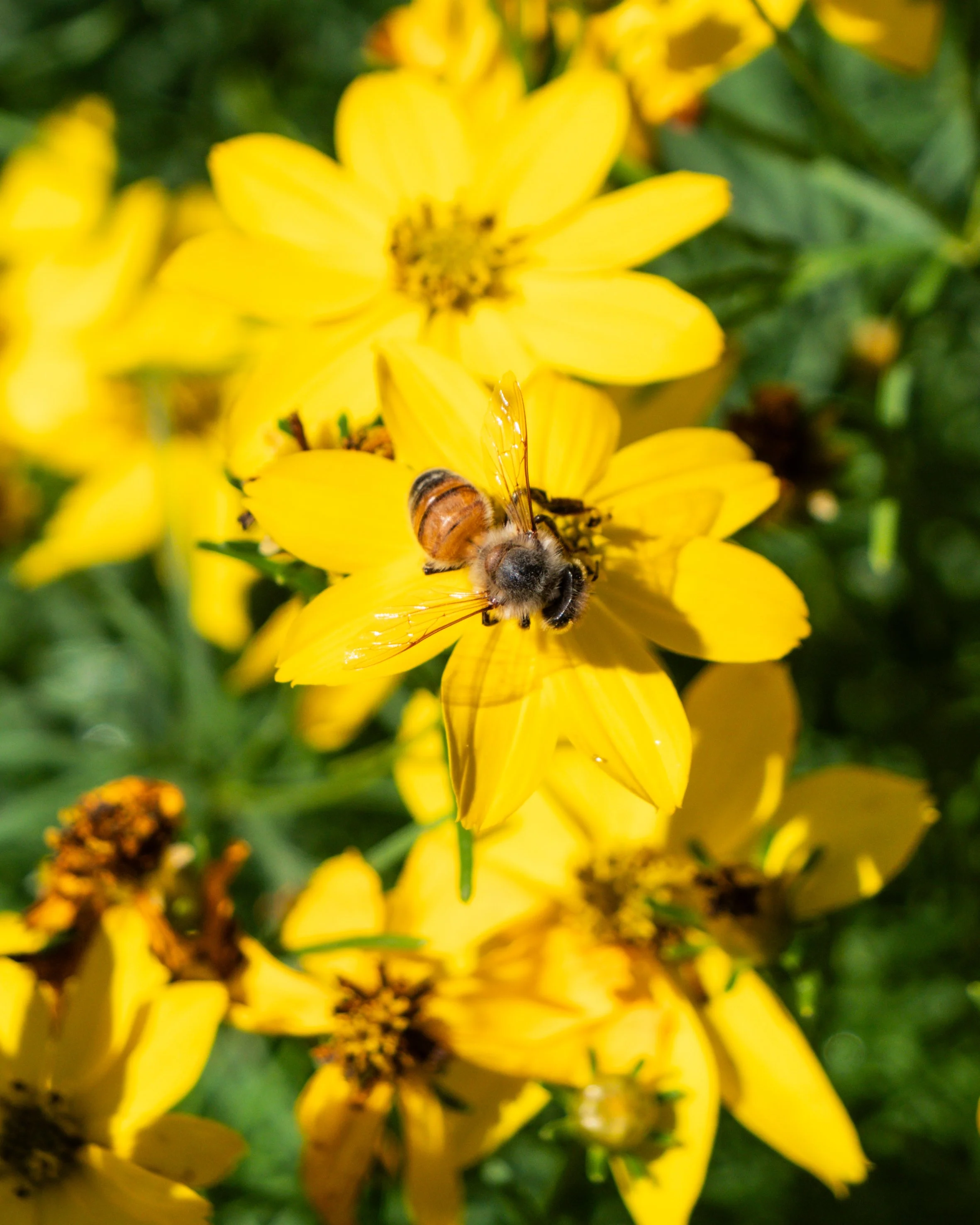 Bee on Flower
