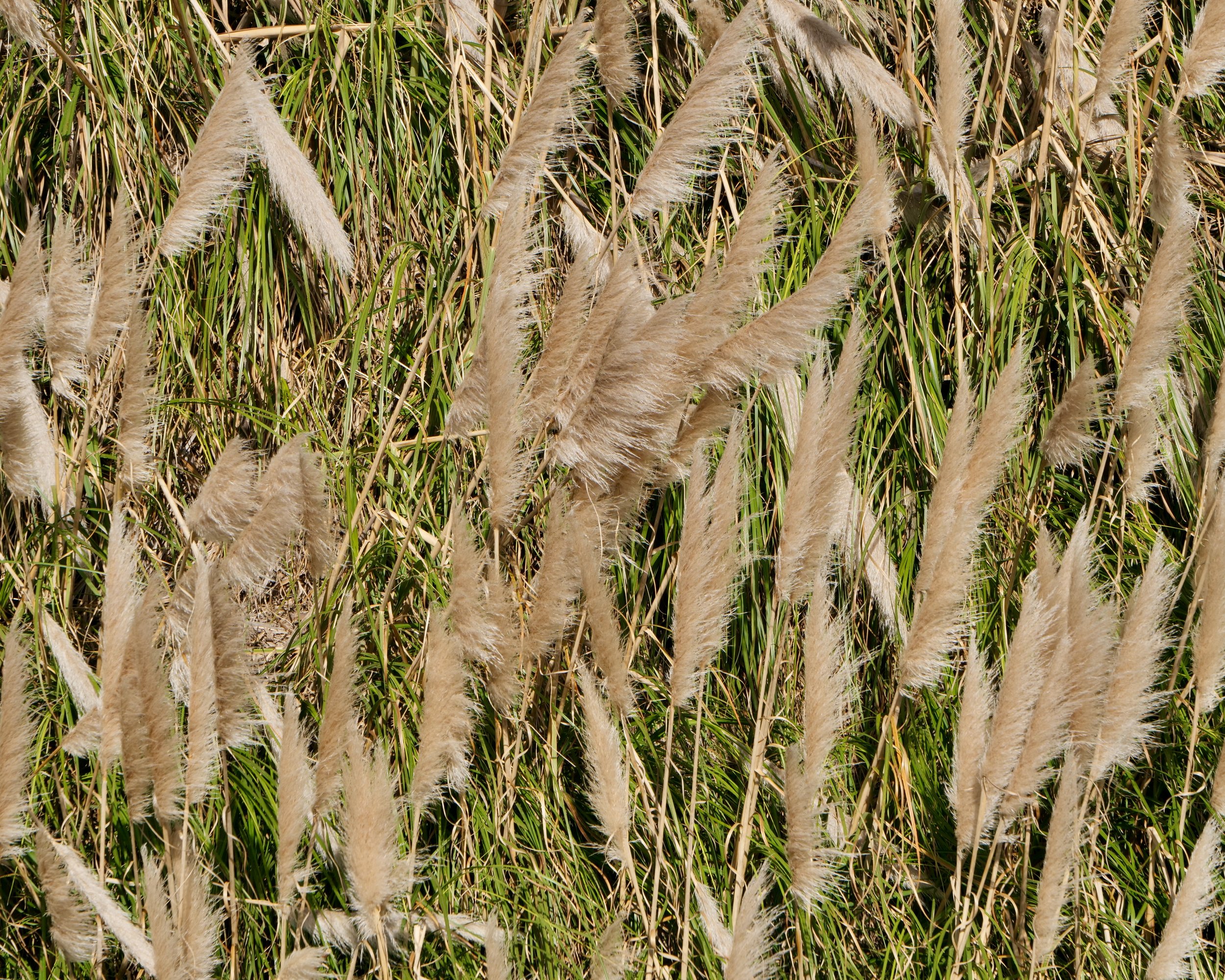 Pampas Grass Northern California.
