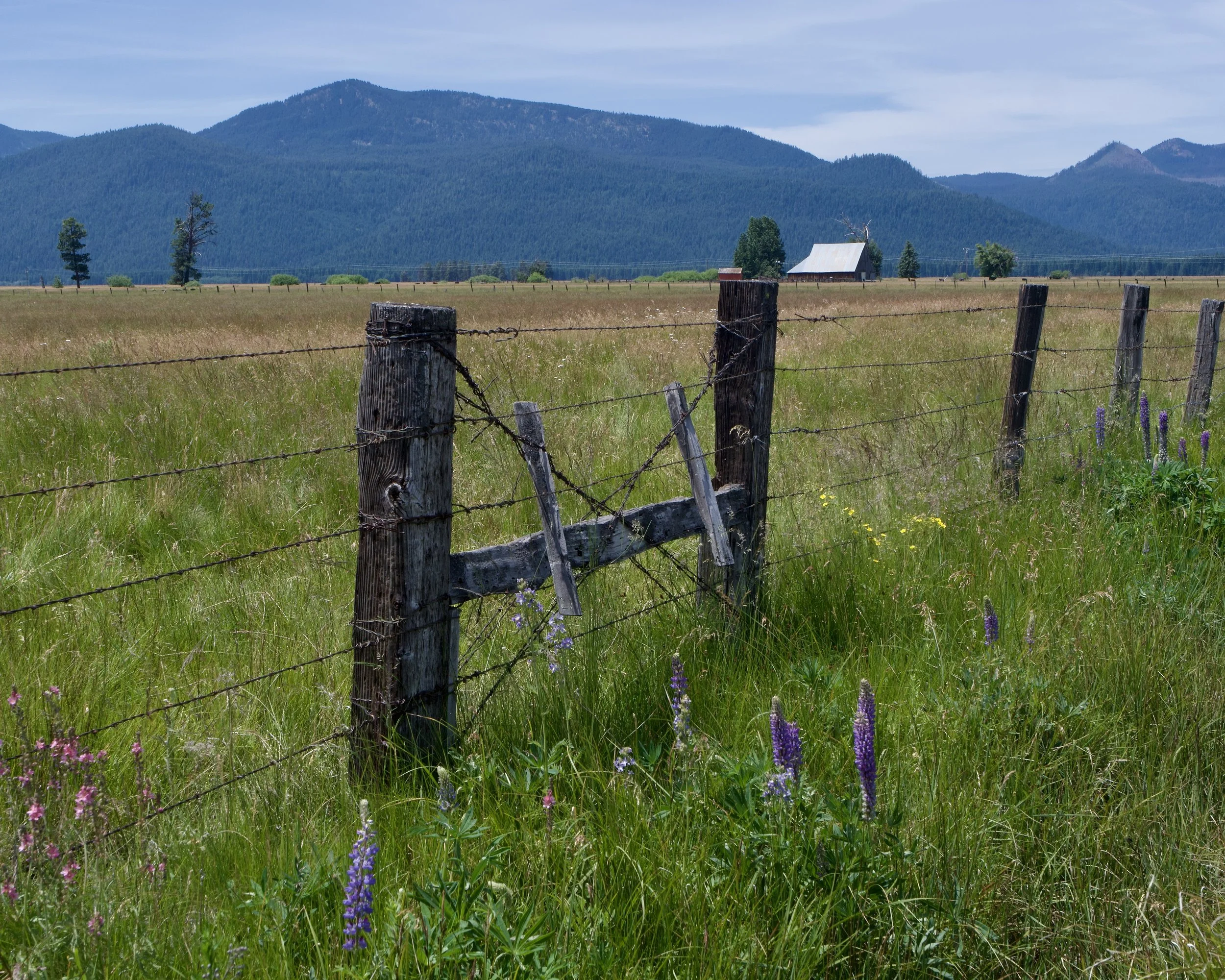 Rustic Farm Fence and Wild Lupine in Central Oregon Meadow