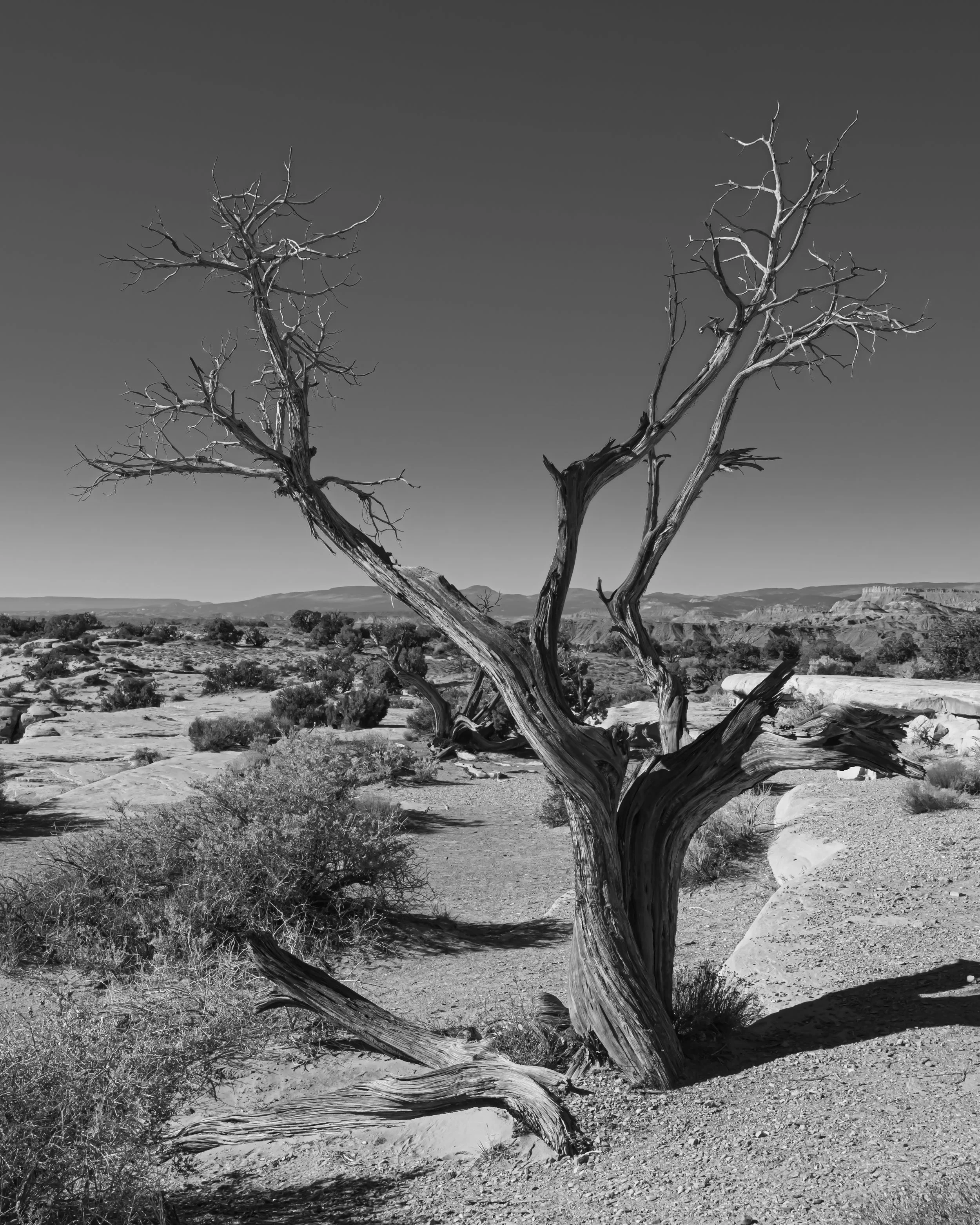 Snag Near Emery Utah