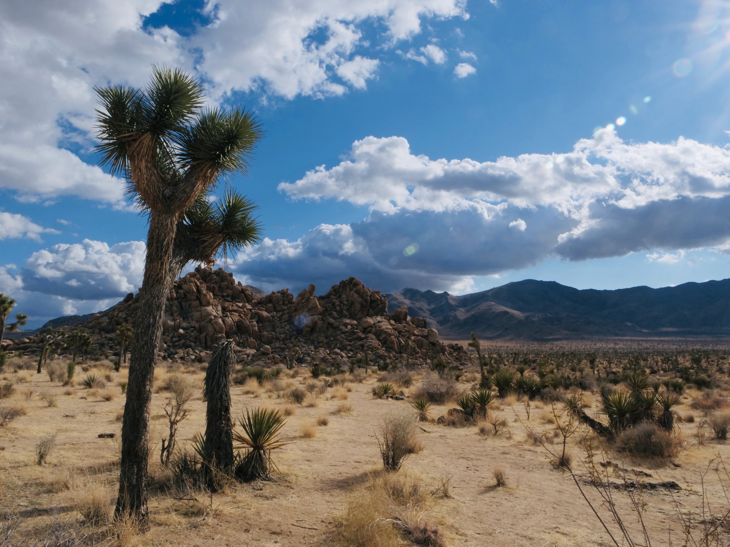Desert, Joshua Tree, and Beautiful Sky.