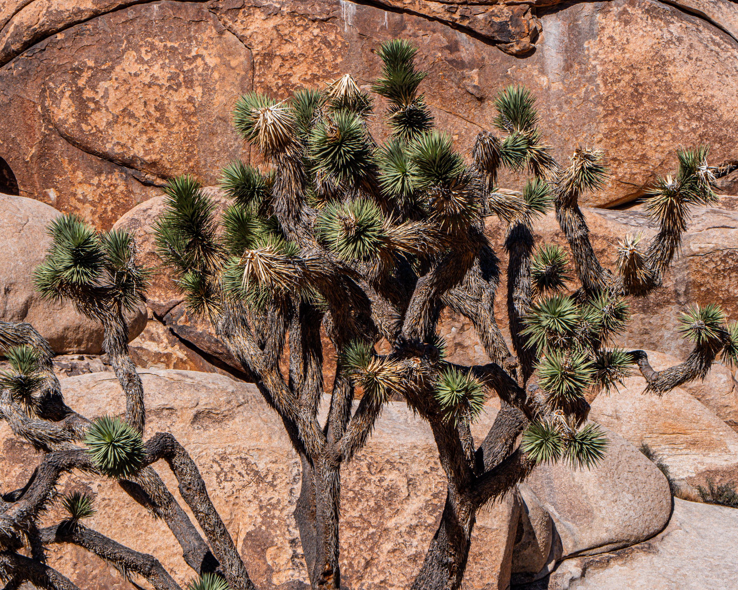 Joshua Tree and Stone Wall