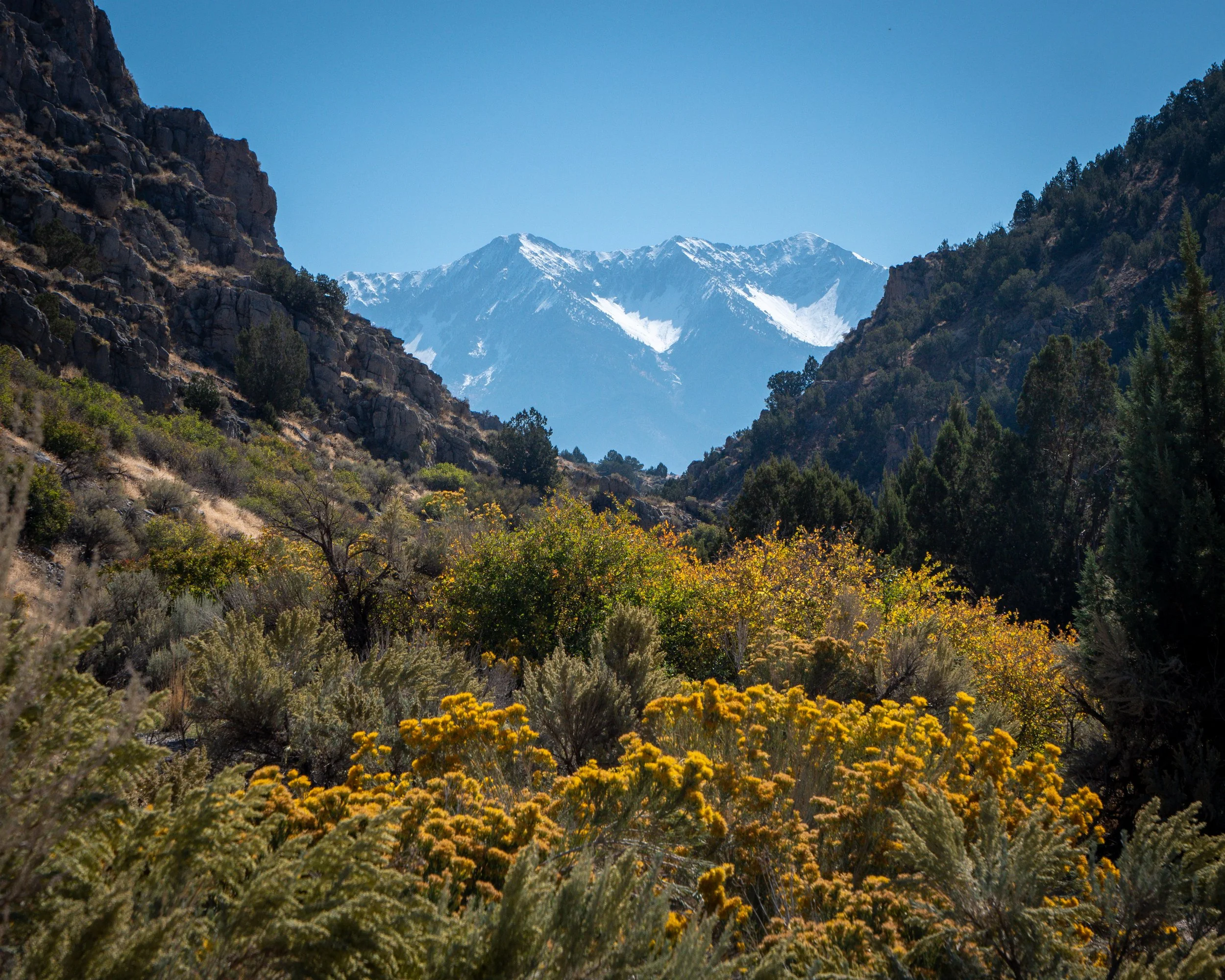 Wild Flowers near Goshen Utah