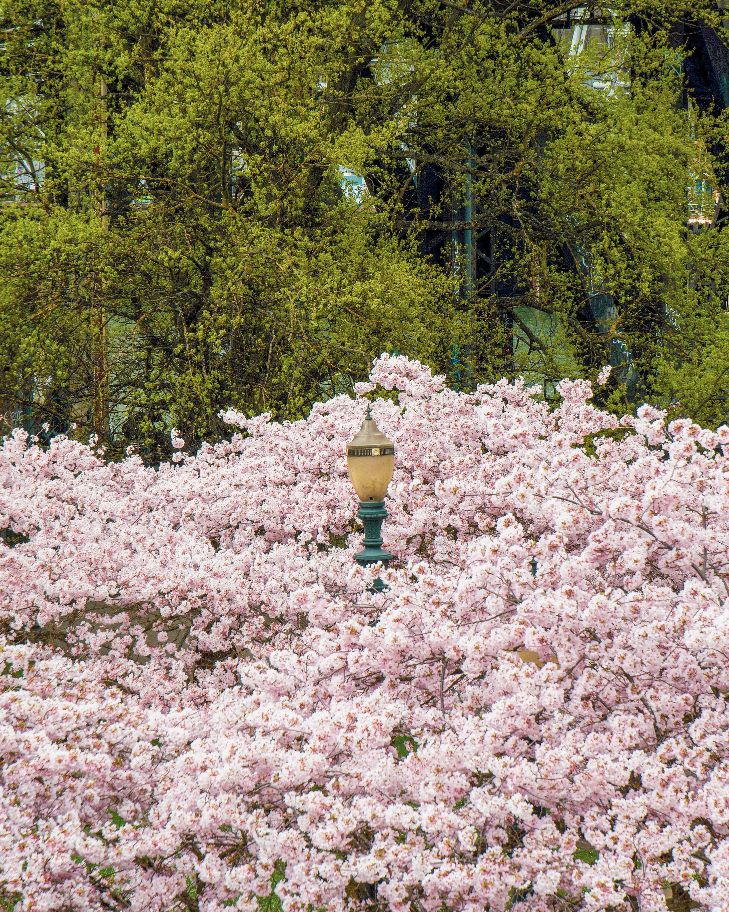 Cherry Tree and Street Lamp