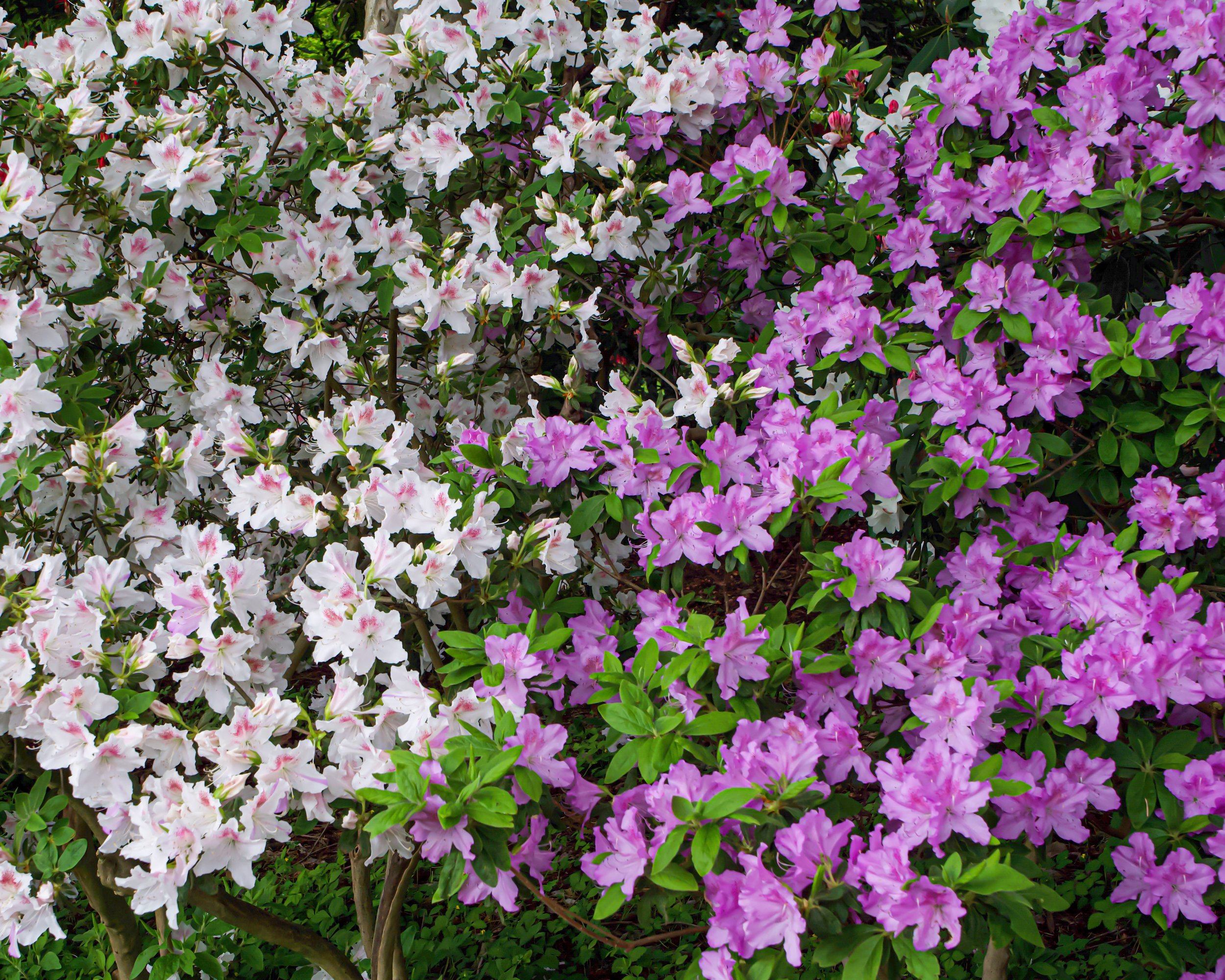 White and Purple Azaleas