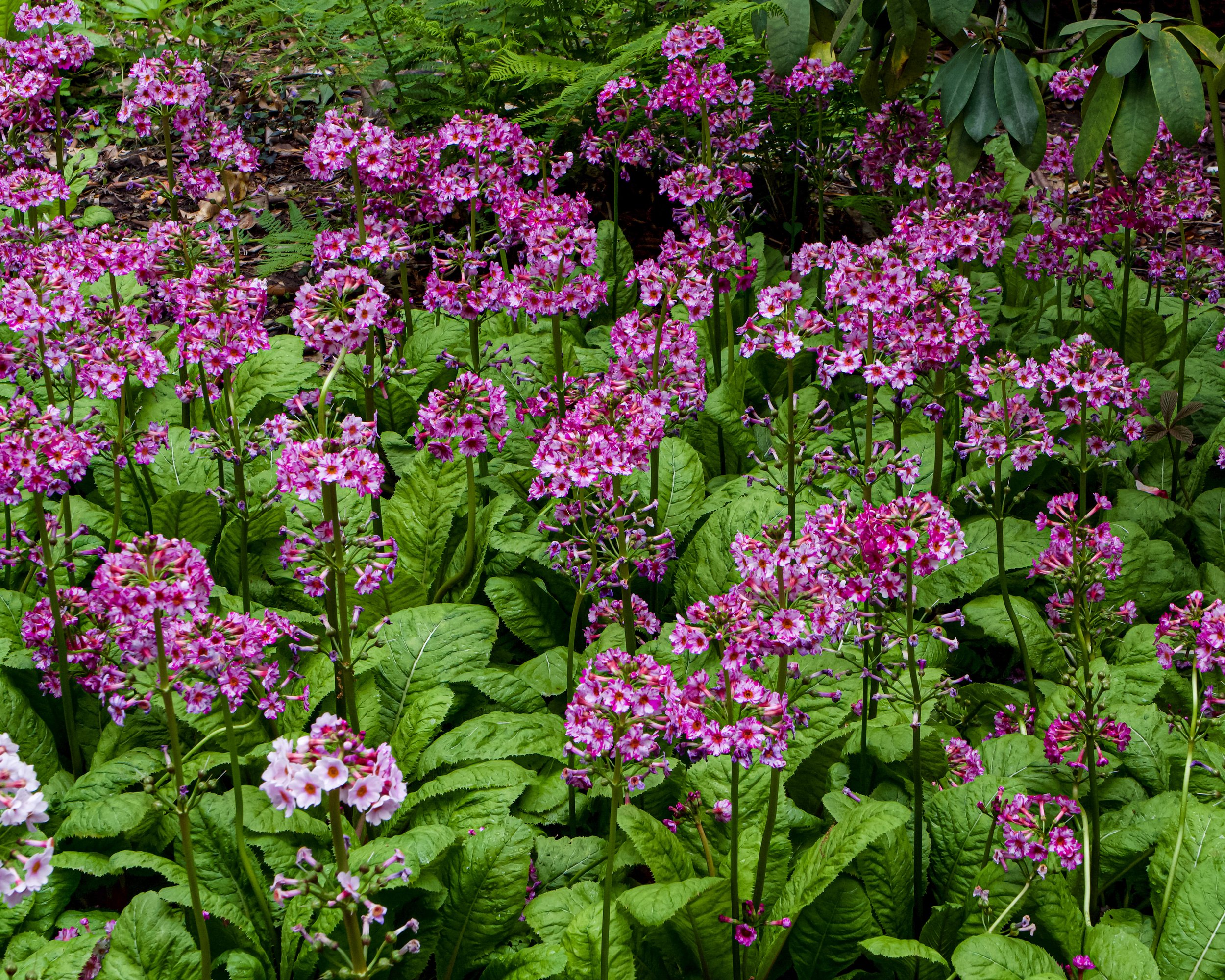Japanese Primrose